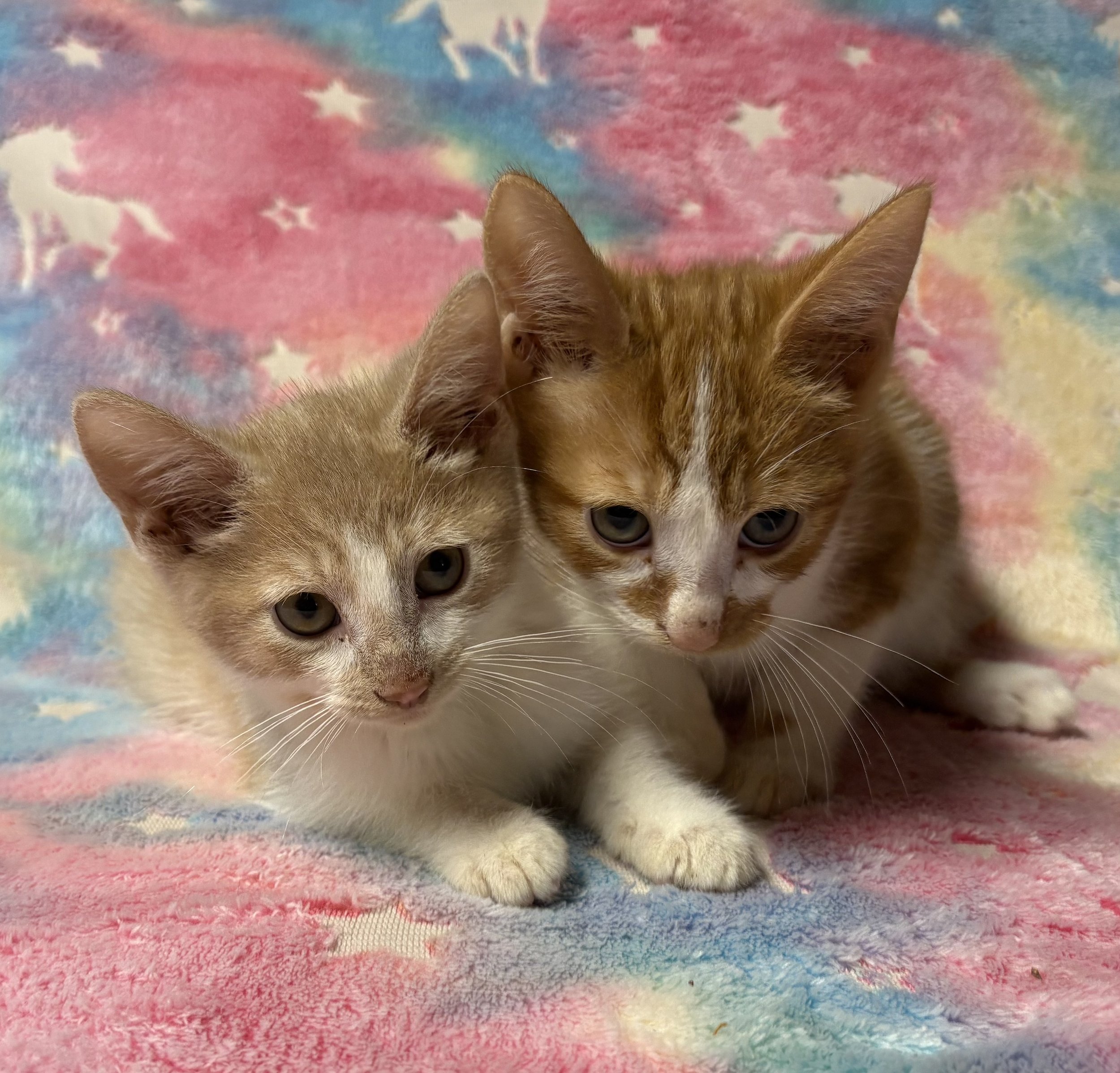 Kumquat & Gooseberry.jpg