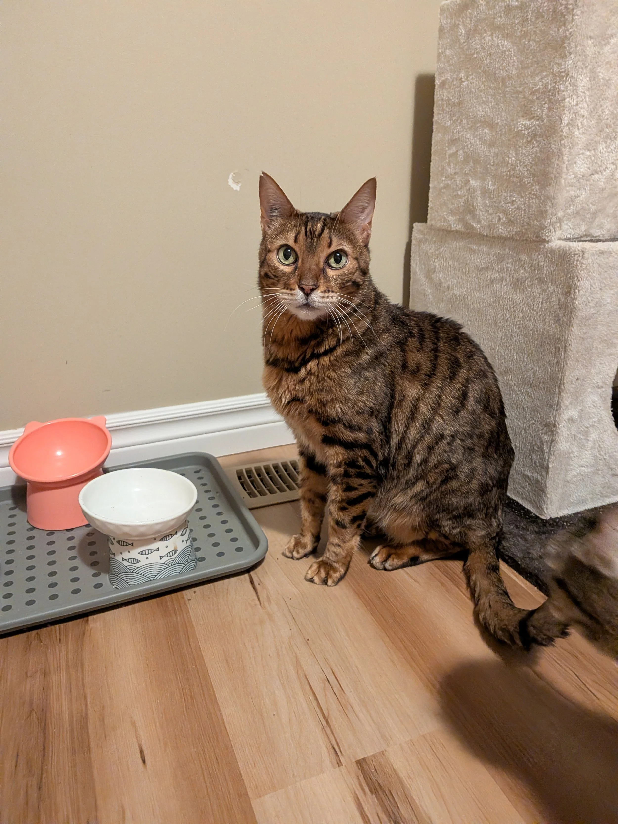 Bender (bonded with Molly 2)
