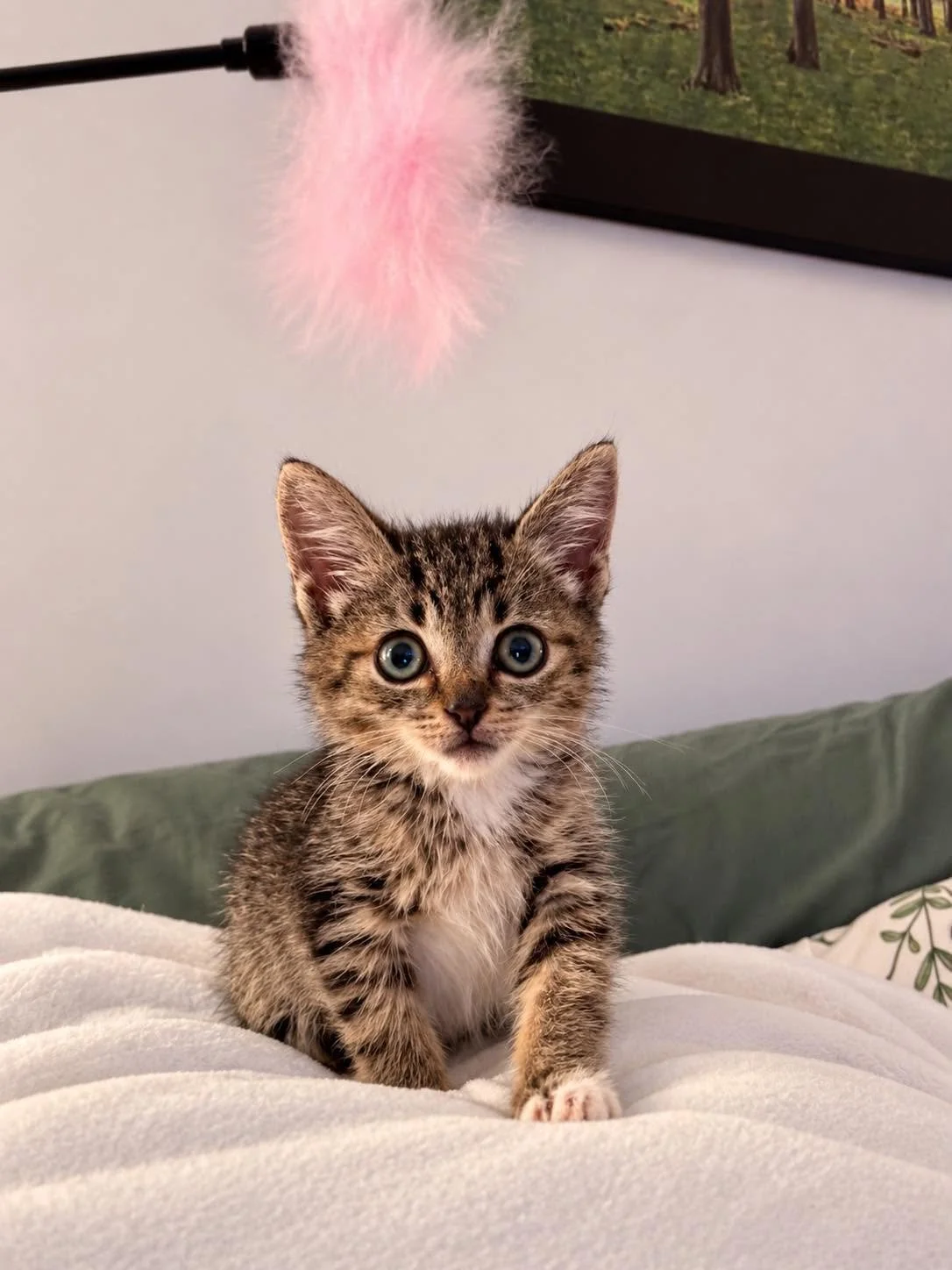 Monsieur Meow