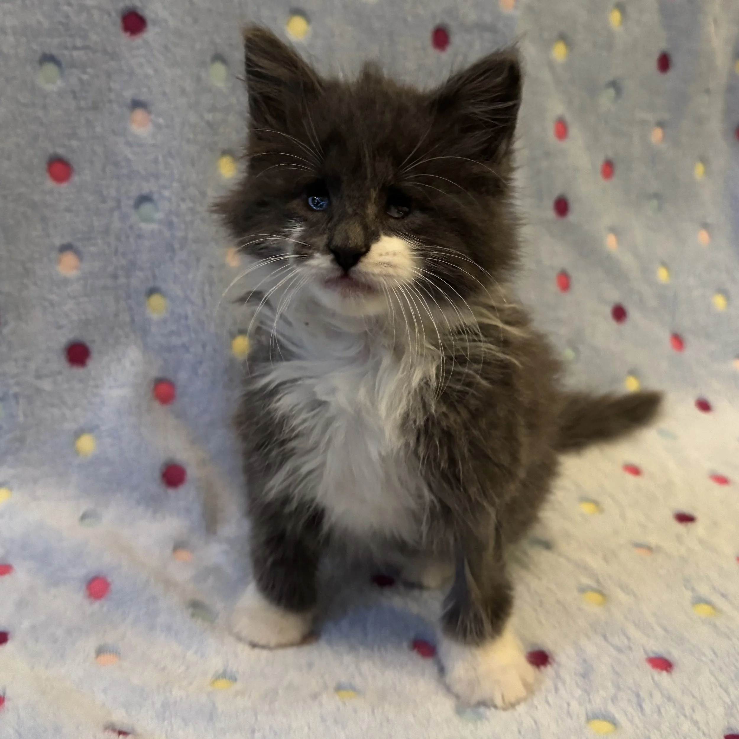 Gandalf the Grey 4.jpg