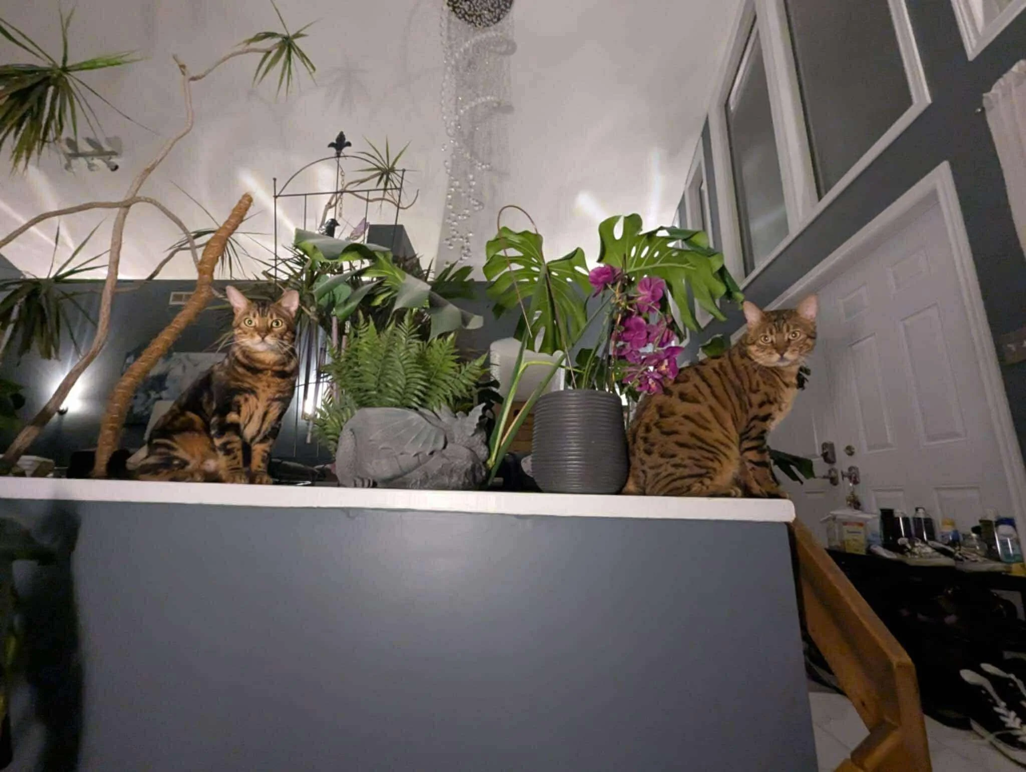 Capone & Toretto.jpeg