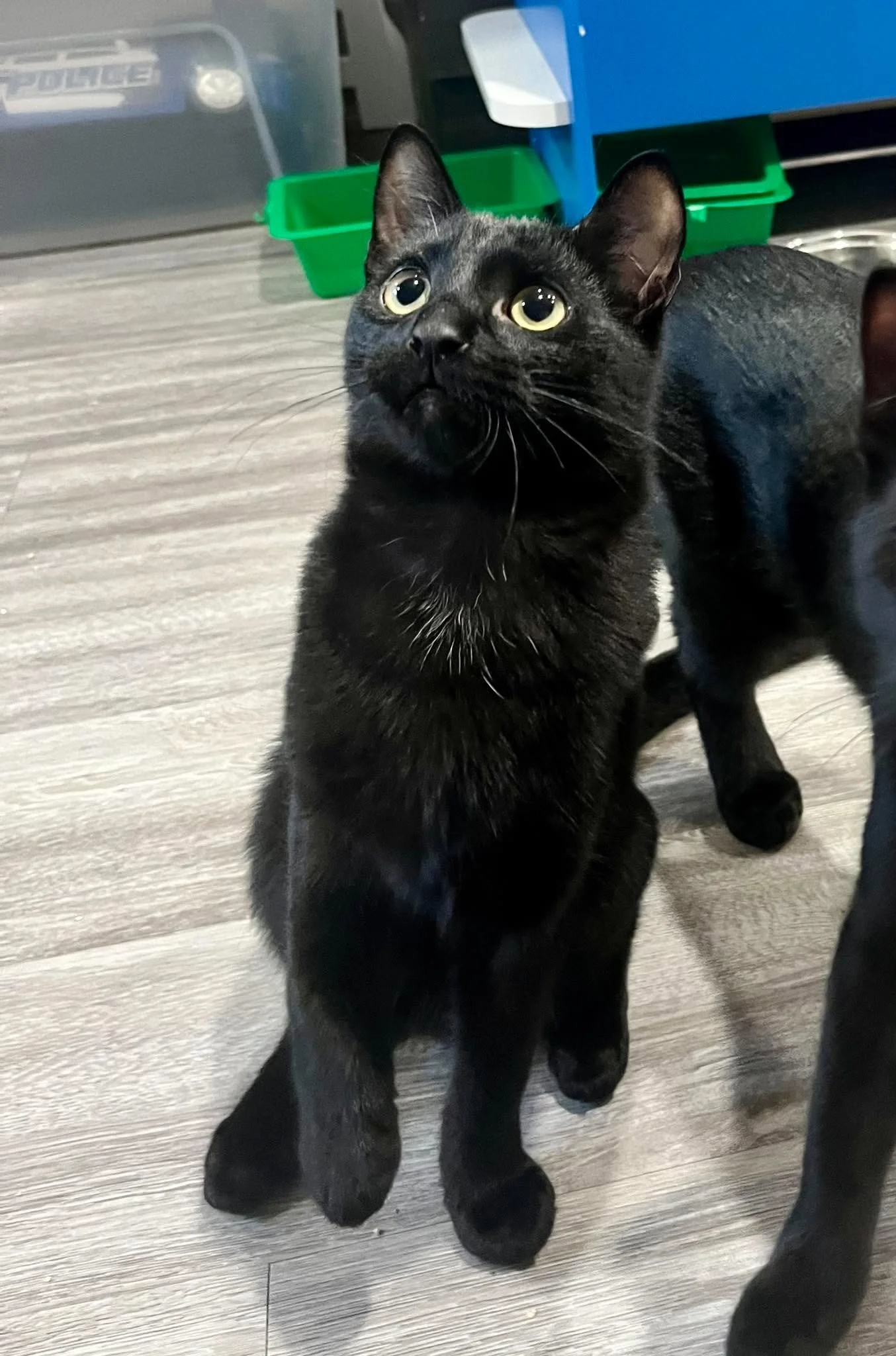 Beau (bonded with Ivy 2)