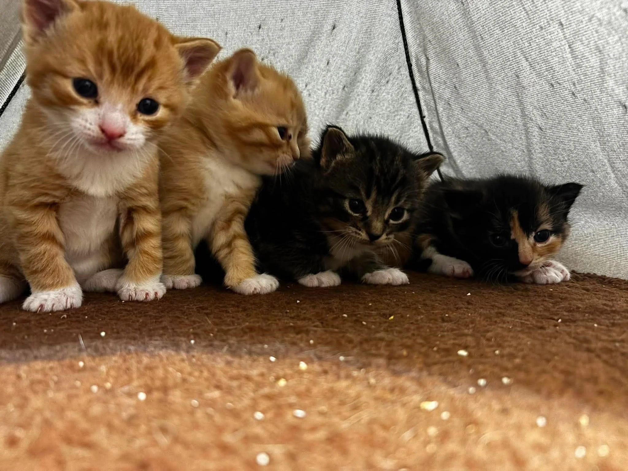 Zeke Kittens 4.jpeg
