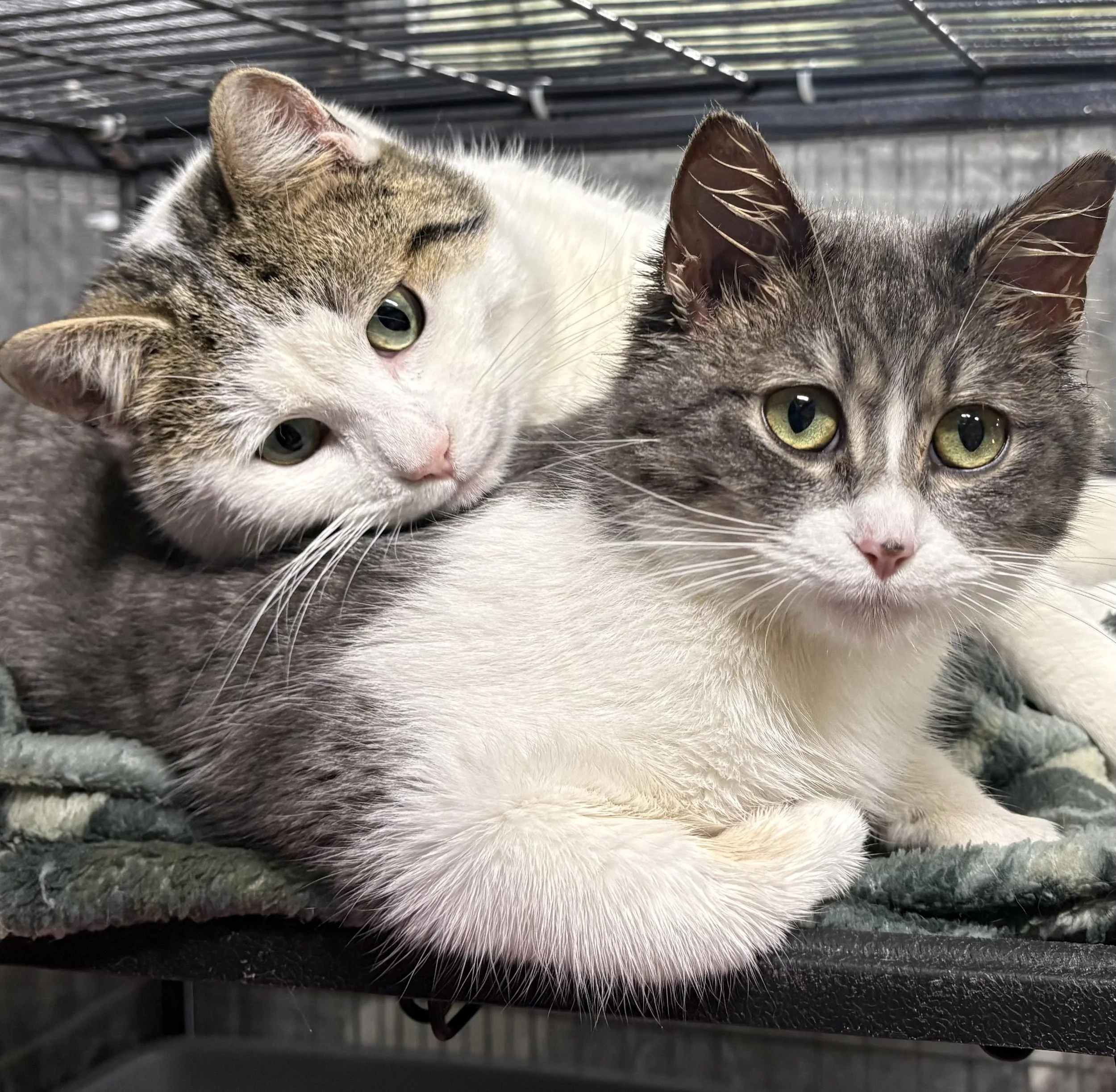 Raiden & Raina 2.jpg