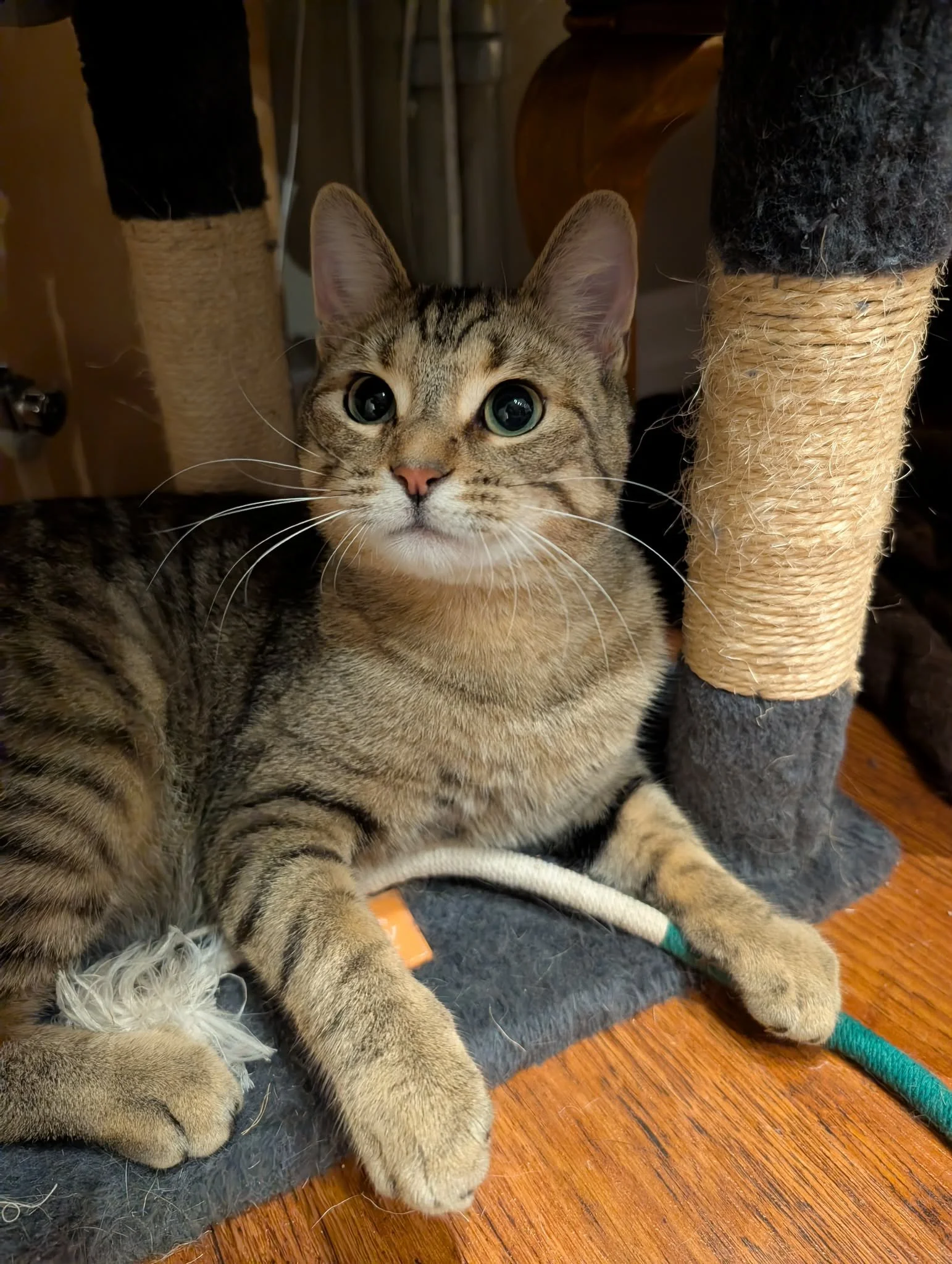 Axle 3.jpg