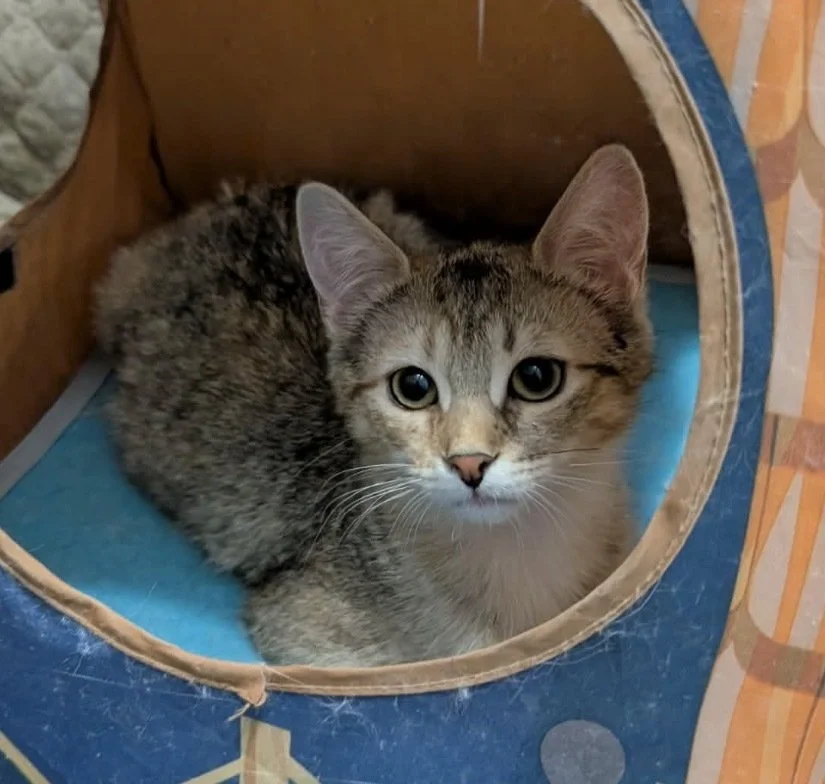 Honey Crueller 1.jpg