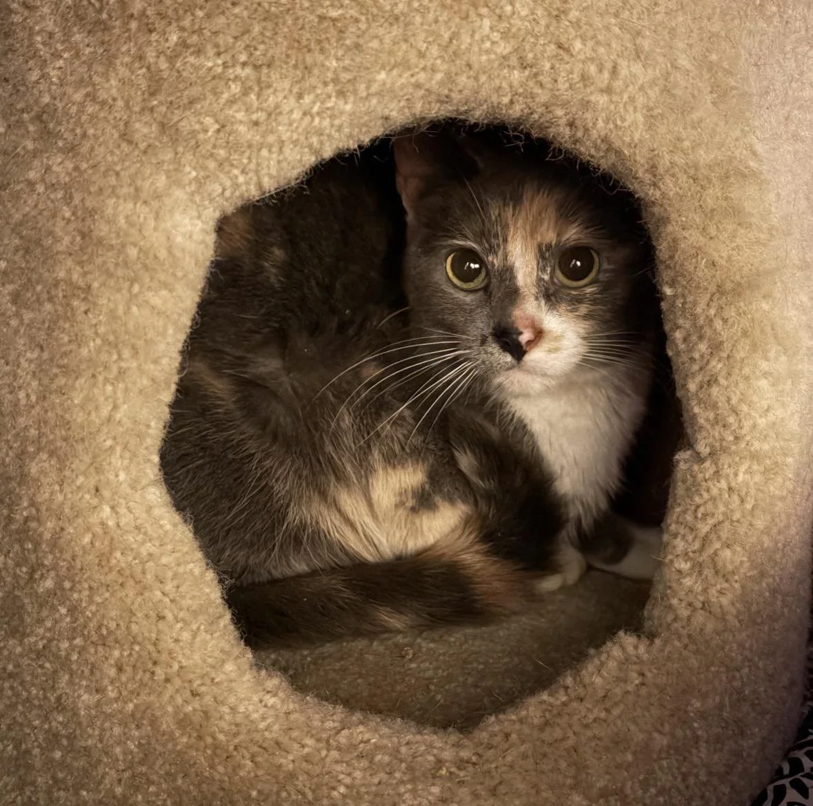 Nova