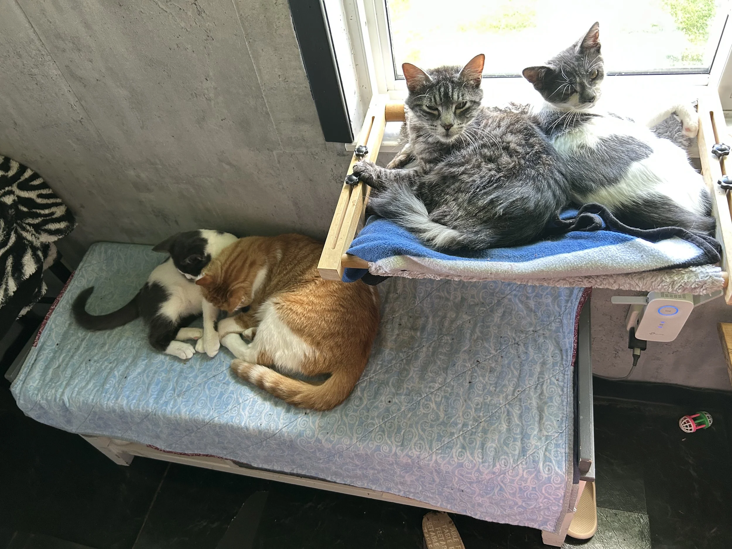 Smokie, Bandit & friends.jpeg
