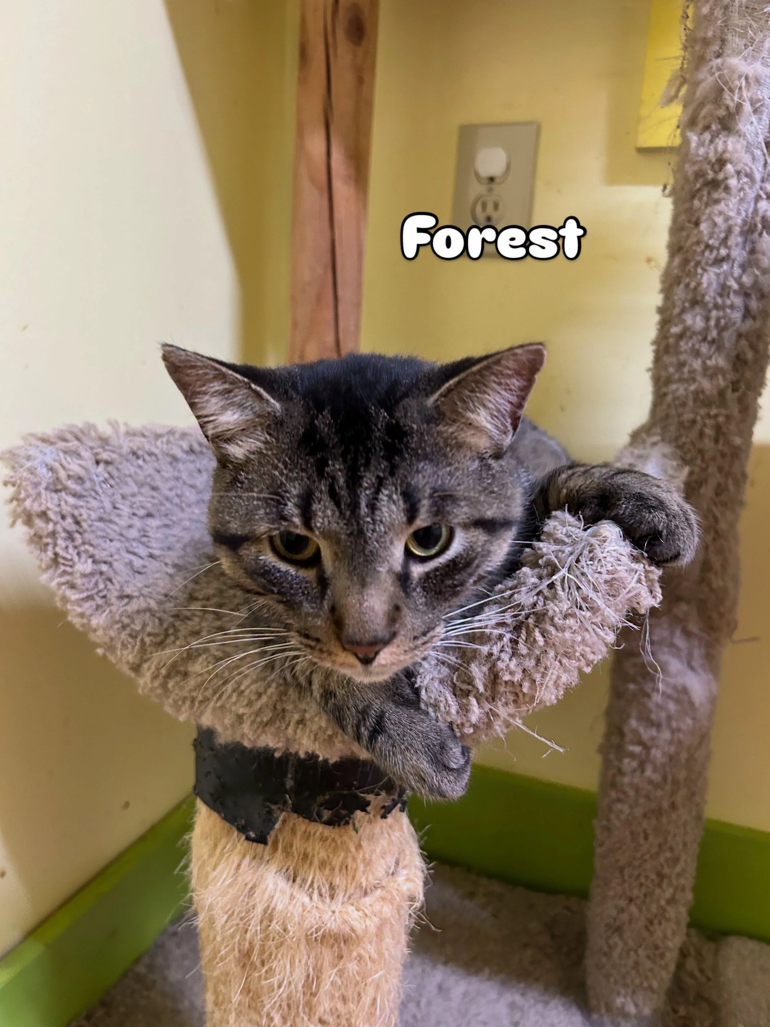 Forest 3