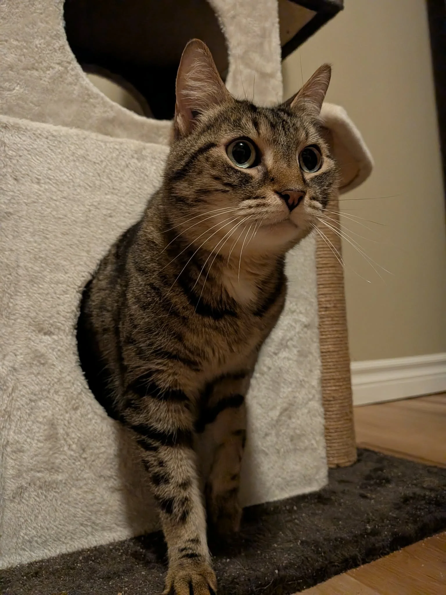 Molly 2 (10).jpg