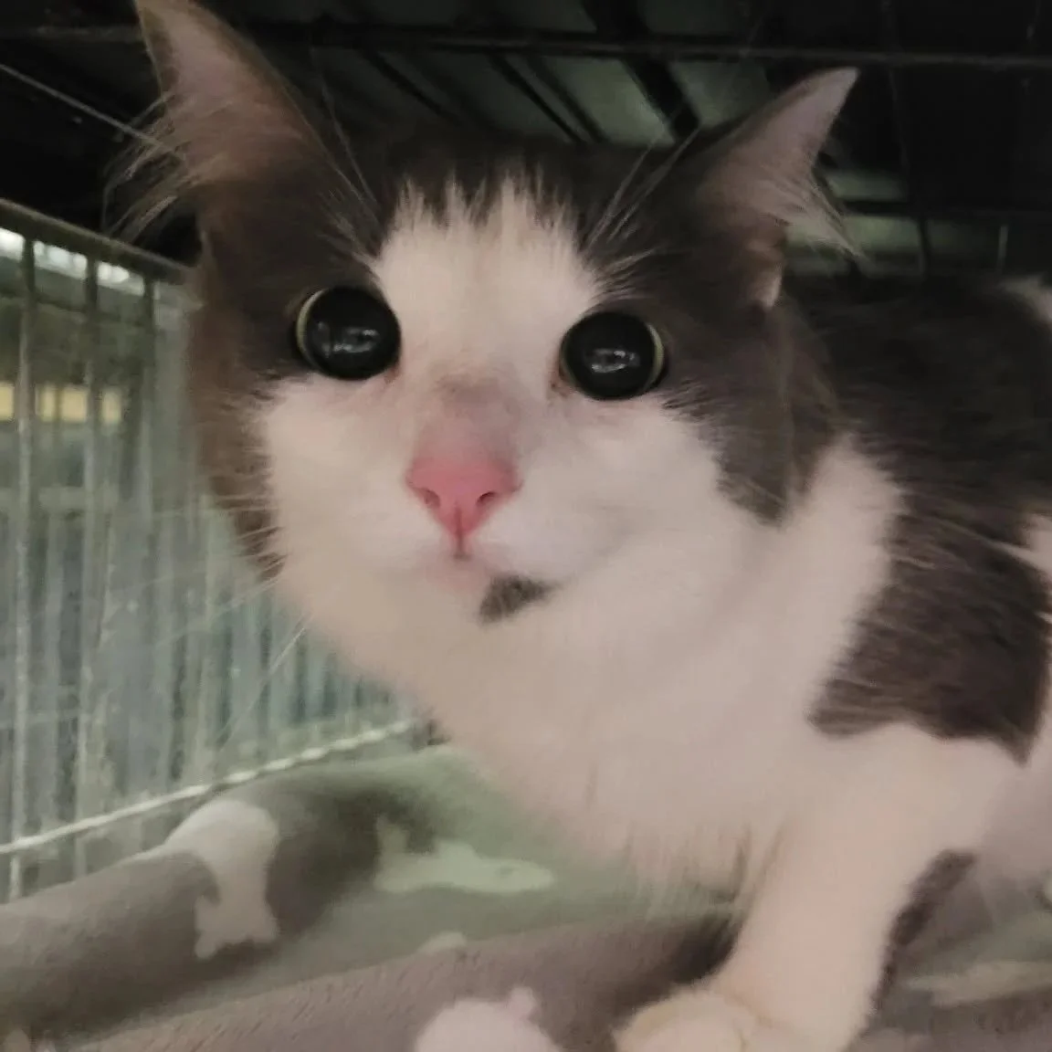 Floof