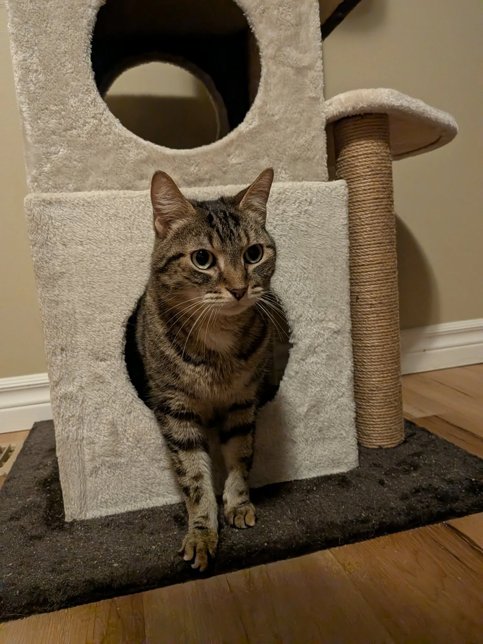 Molly 2 (9).jpg