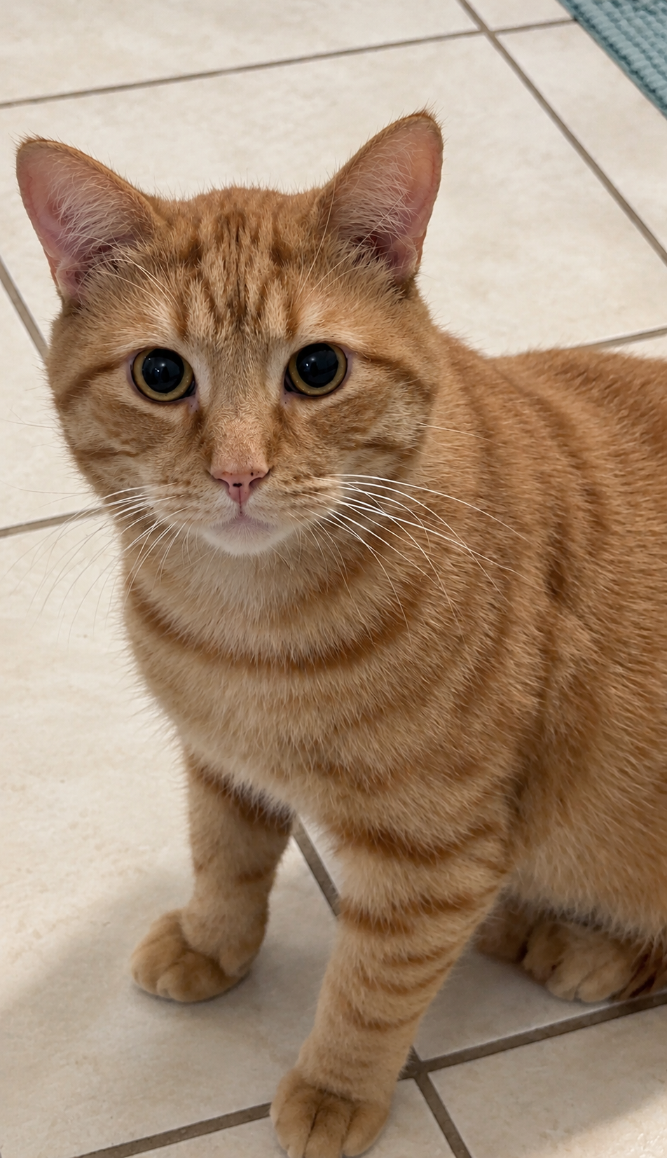 Meatball 3.PNG