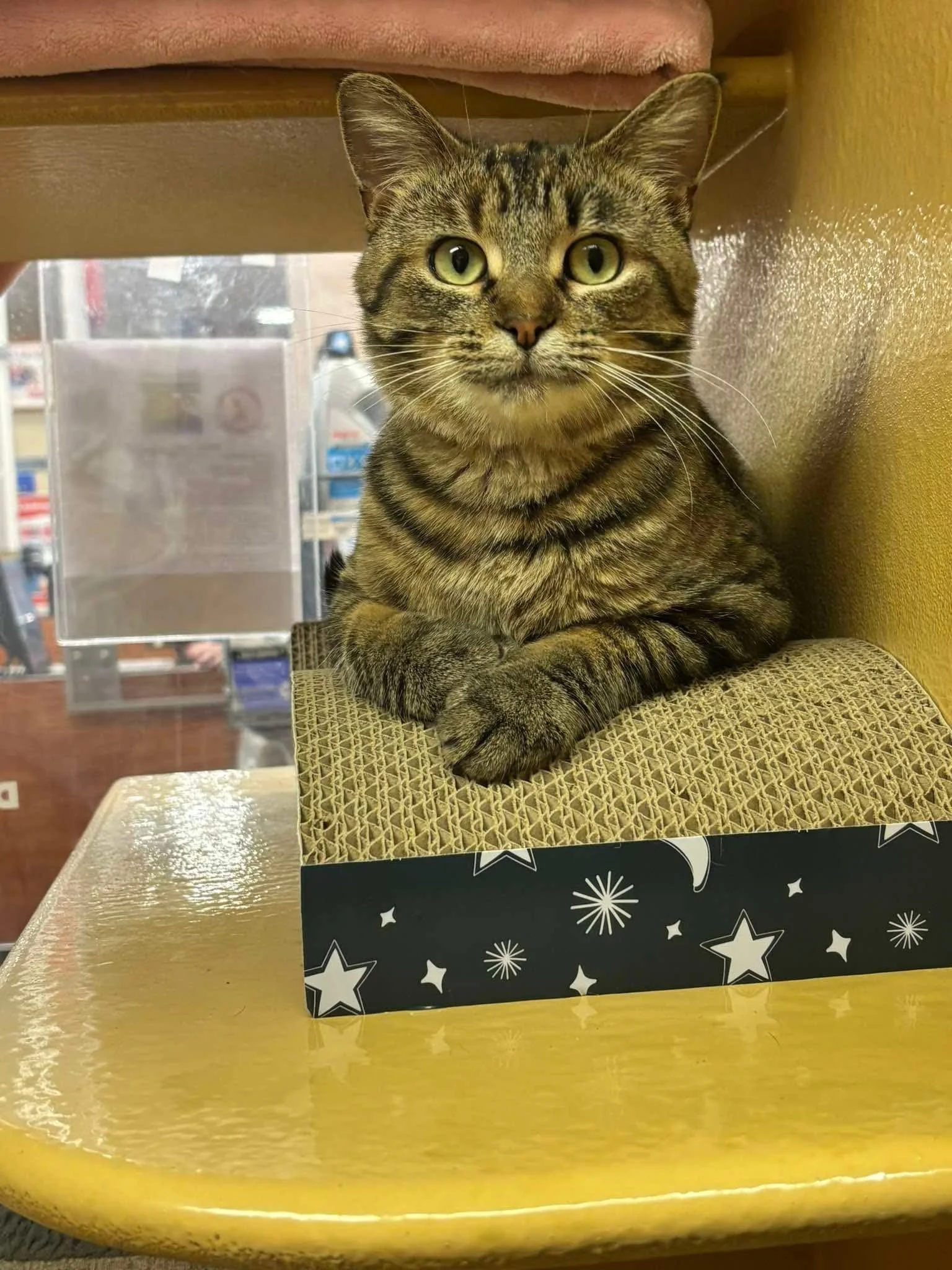 Biscotti
