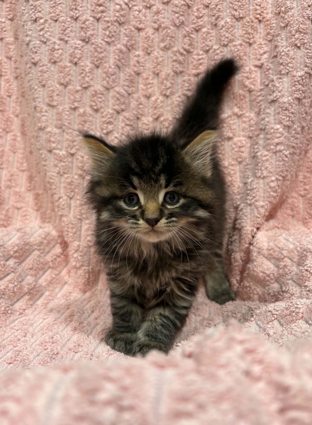 Blackberry (Bonded with Strawberry)