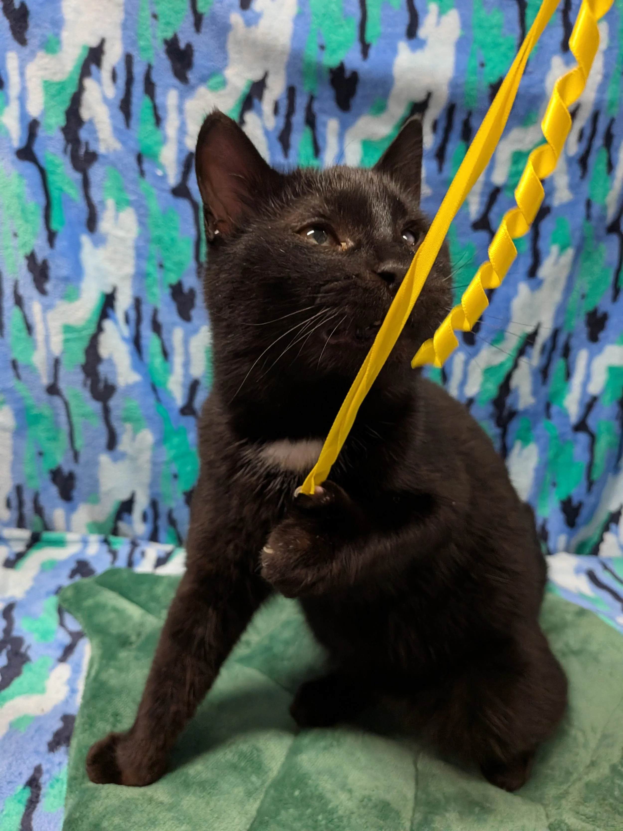 Valentino (bonded with Richard)