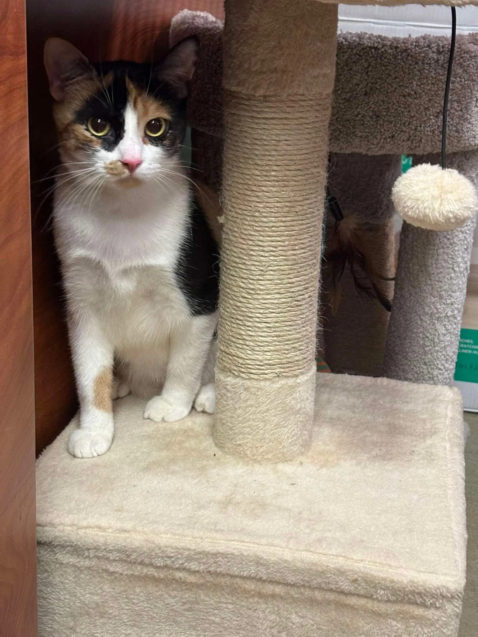 Princess Adora