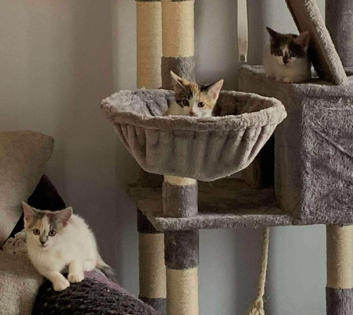 Lila, Layla, Lola.JPG