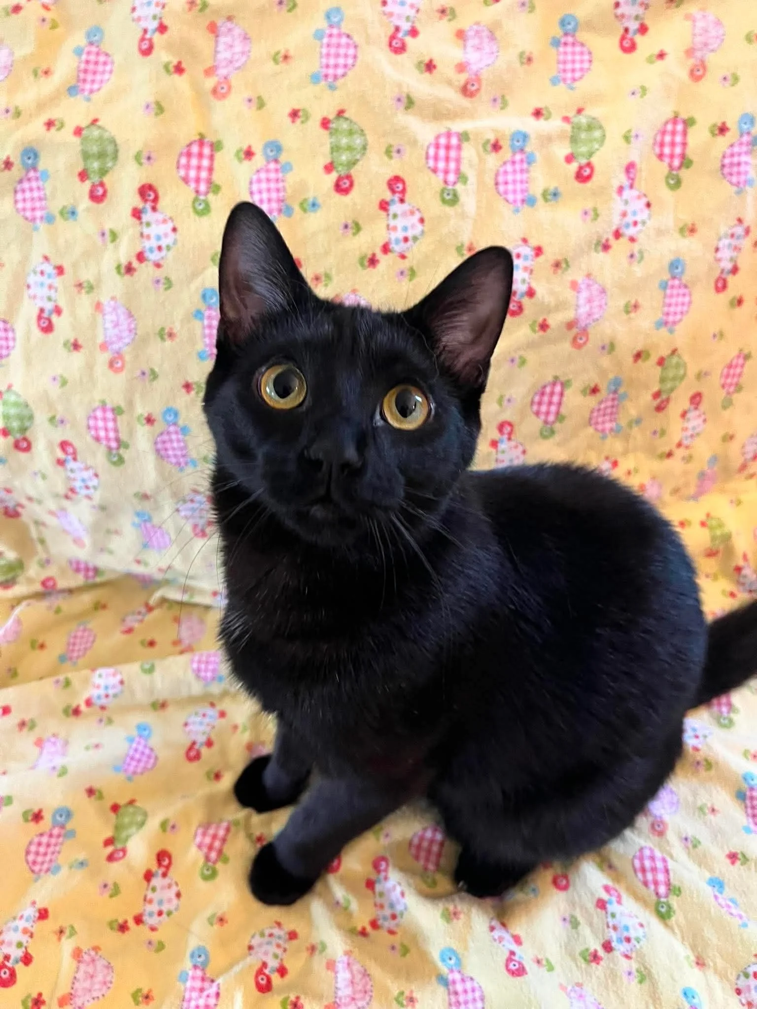 Murphy (bonded with Mavis)