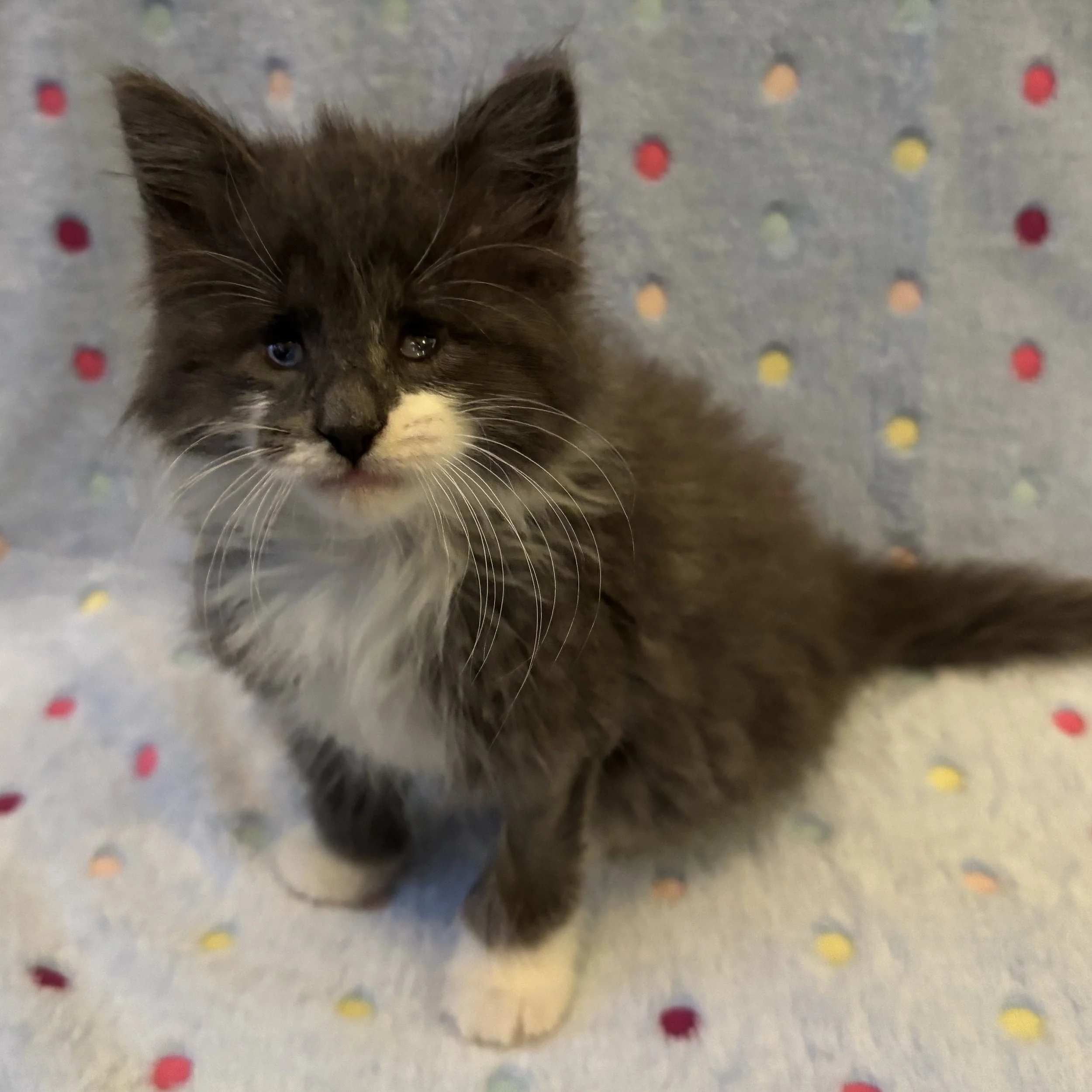 Gandalf the Grey 7.jpg