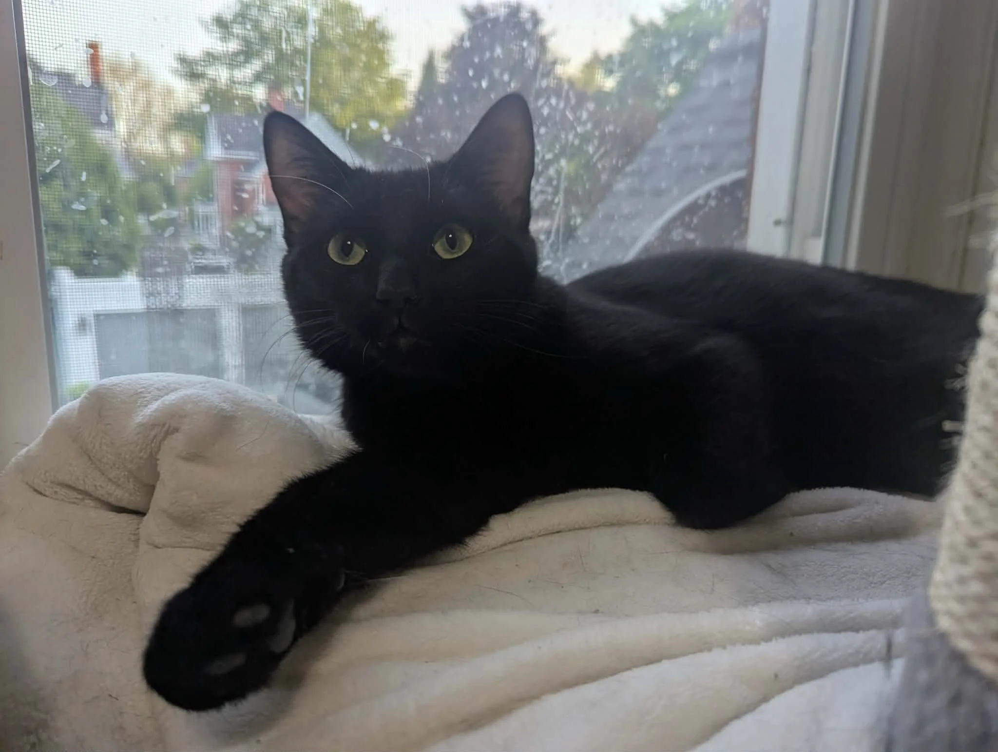 Armani (bonded with Wilbur)