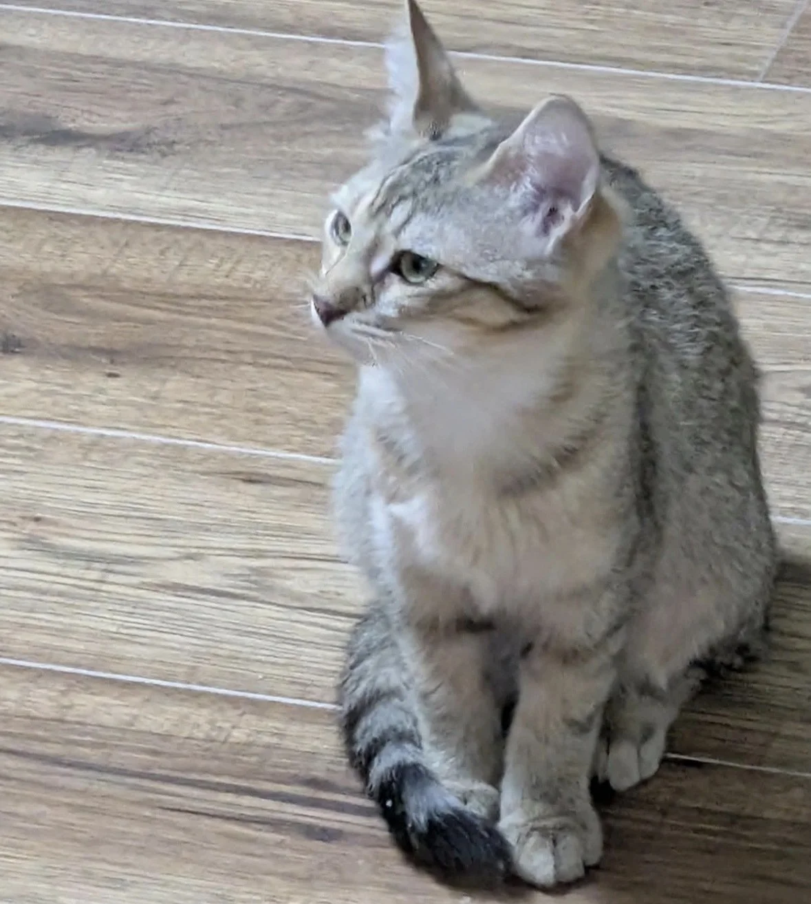 Honey Crueller 3.jpg