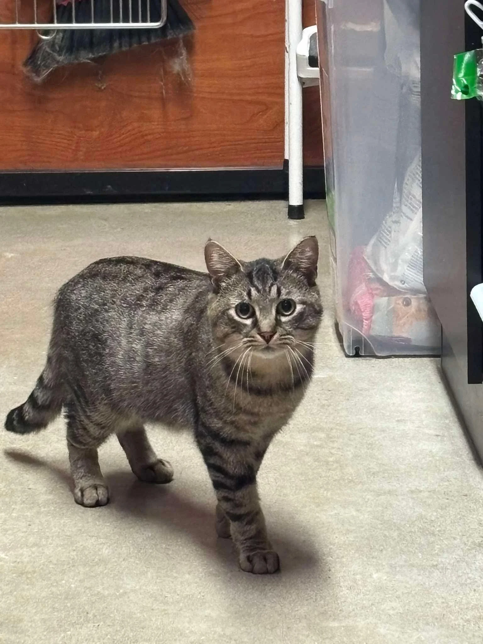 Damian