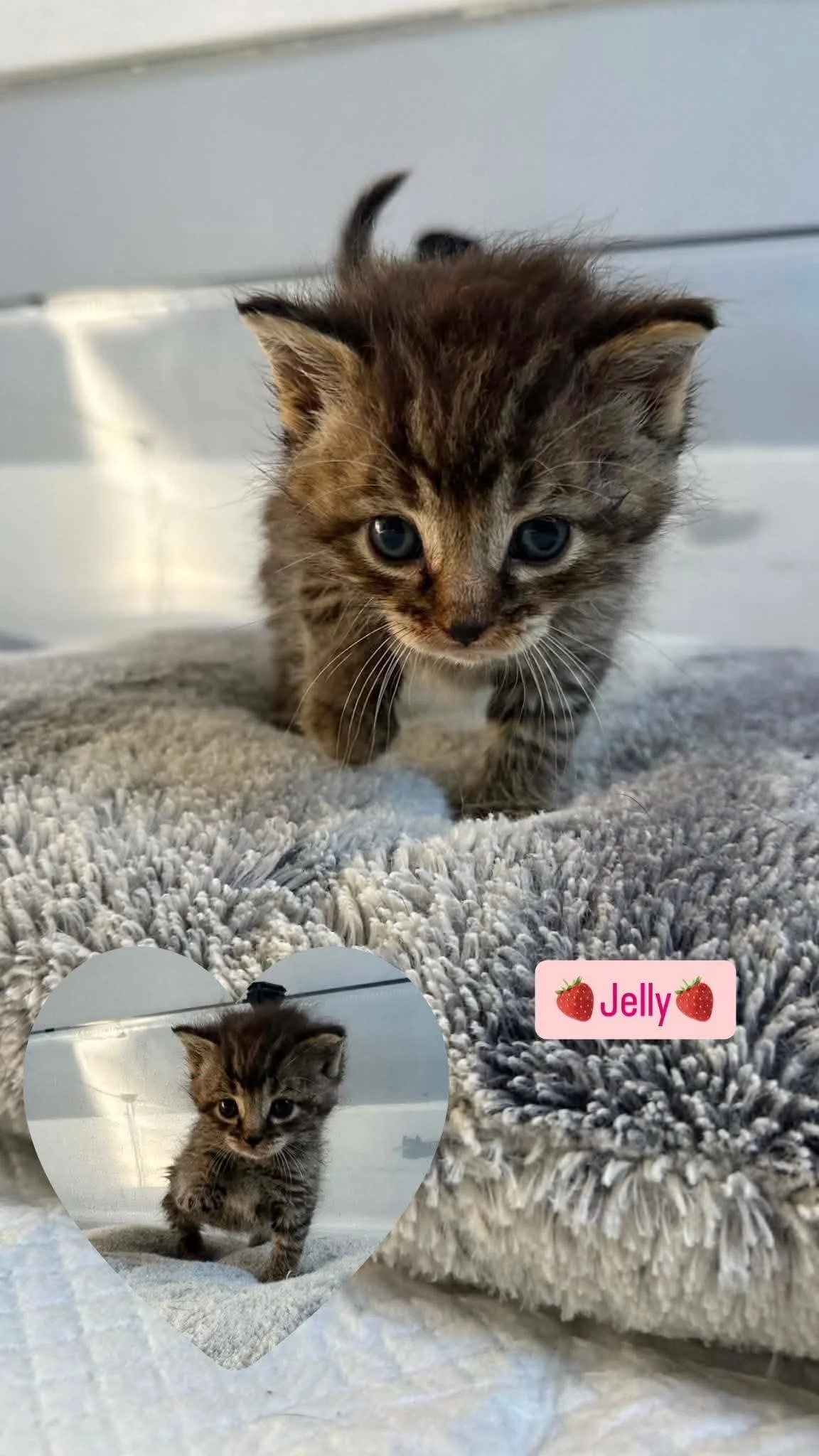 Jelly 1.jpg