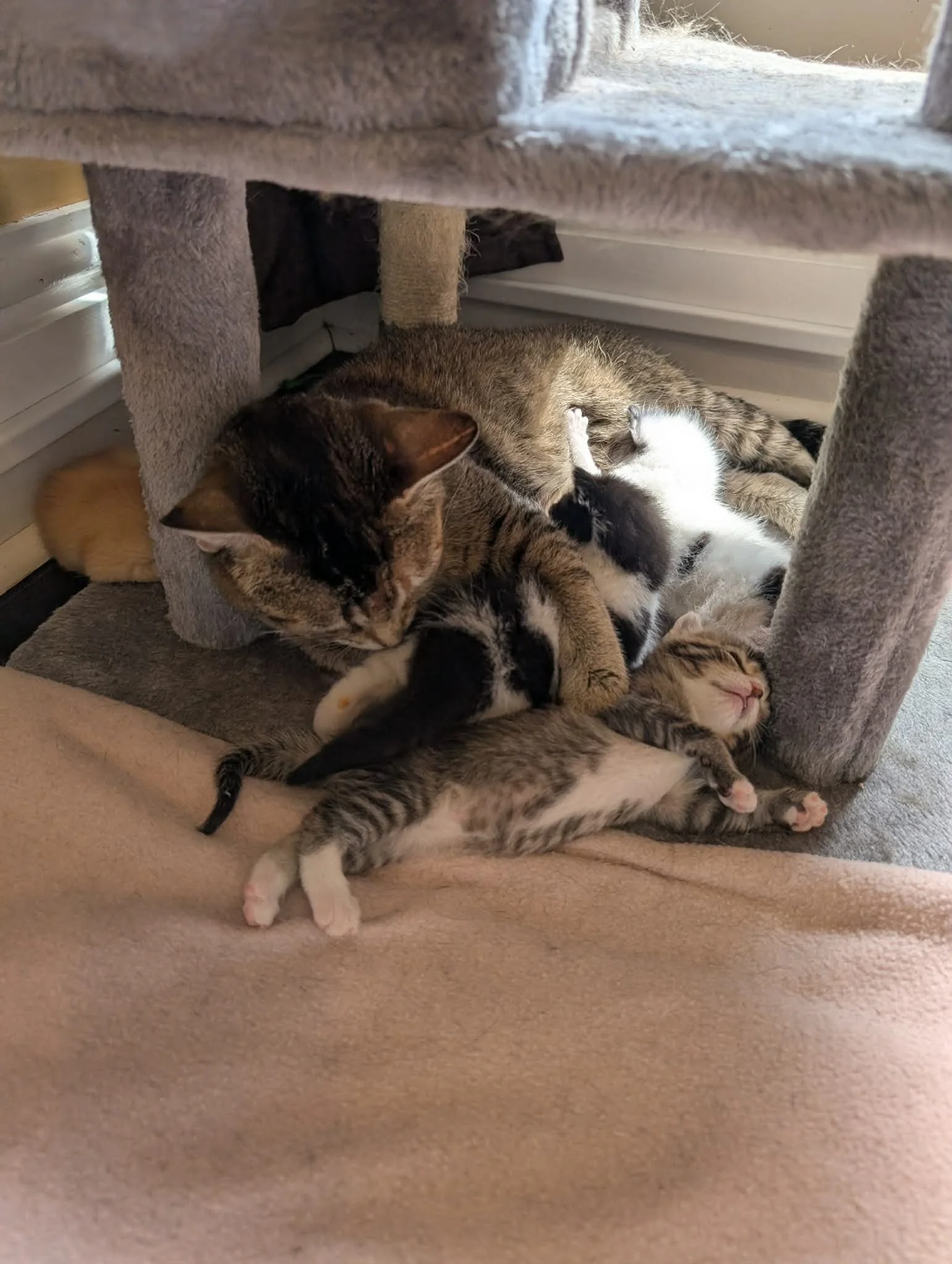 Fidget, Squiggle & Twitch 4.jpeg