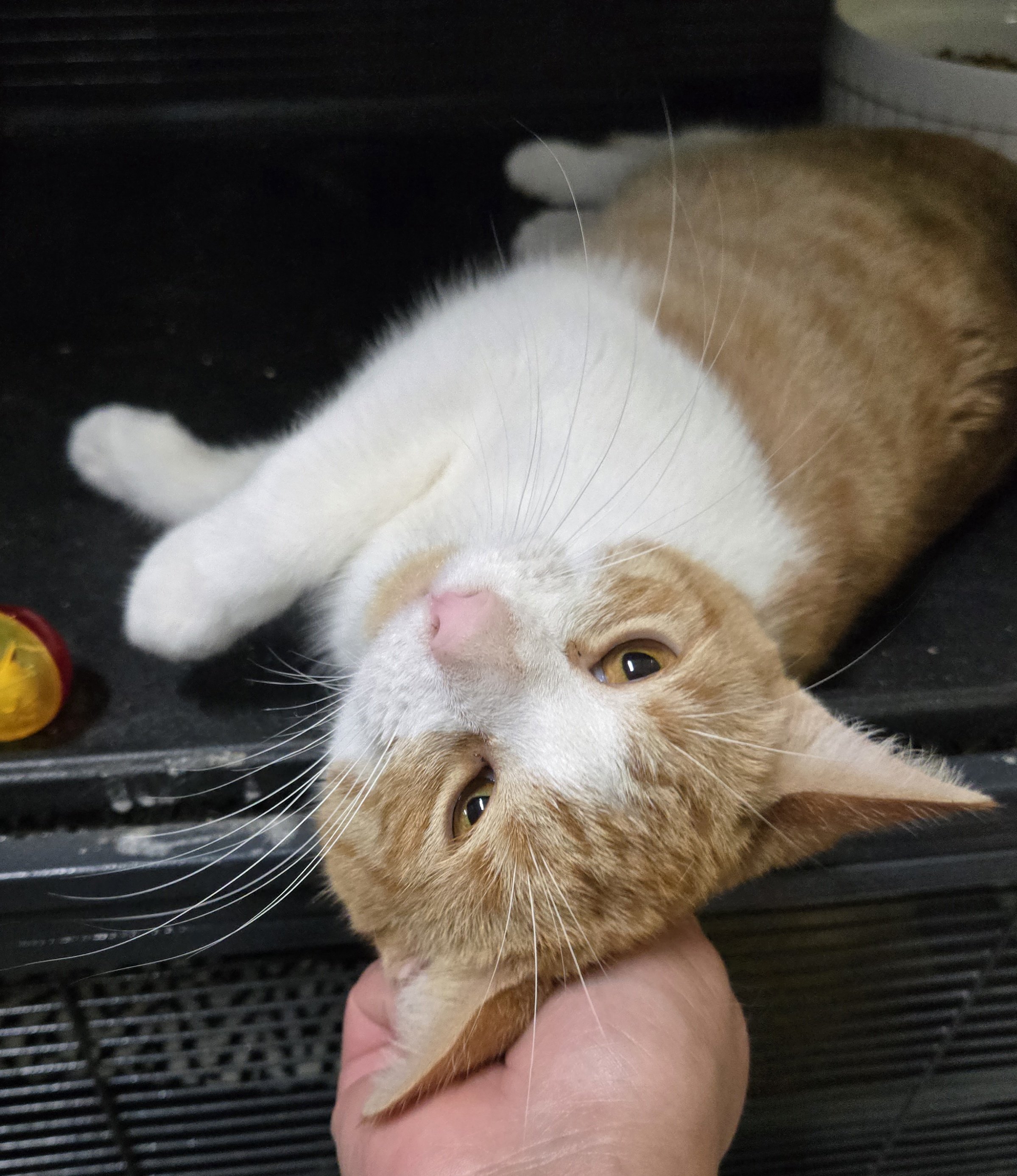 Nugget (bonded with Sunny)
