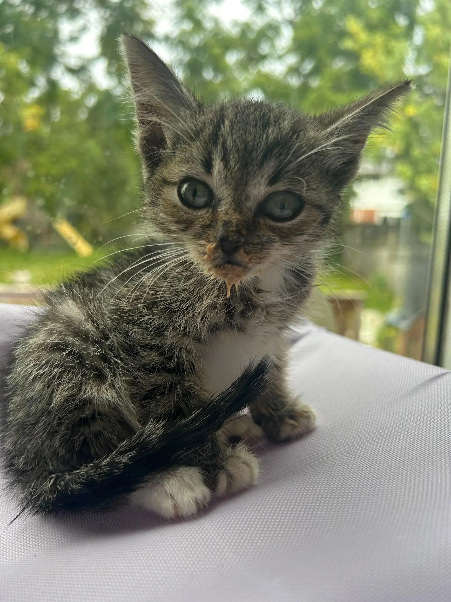 Monsieur Meow3.jpg