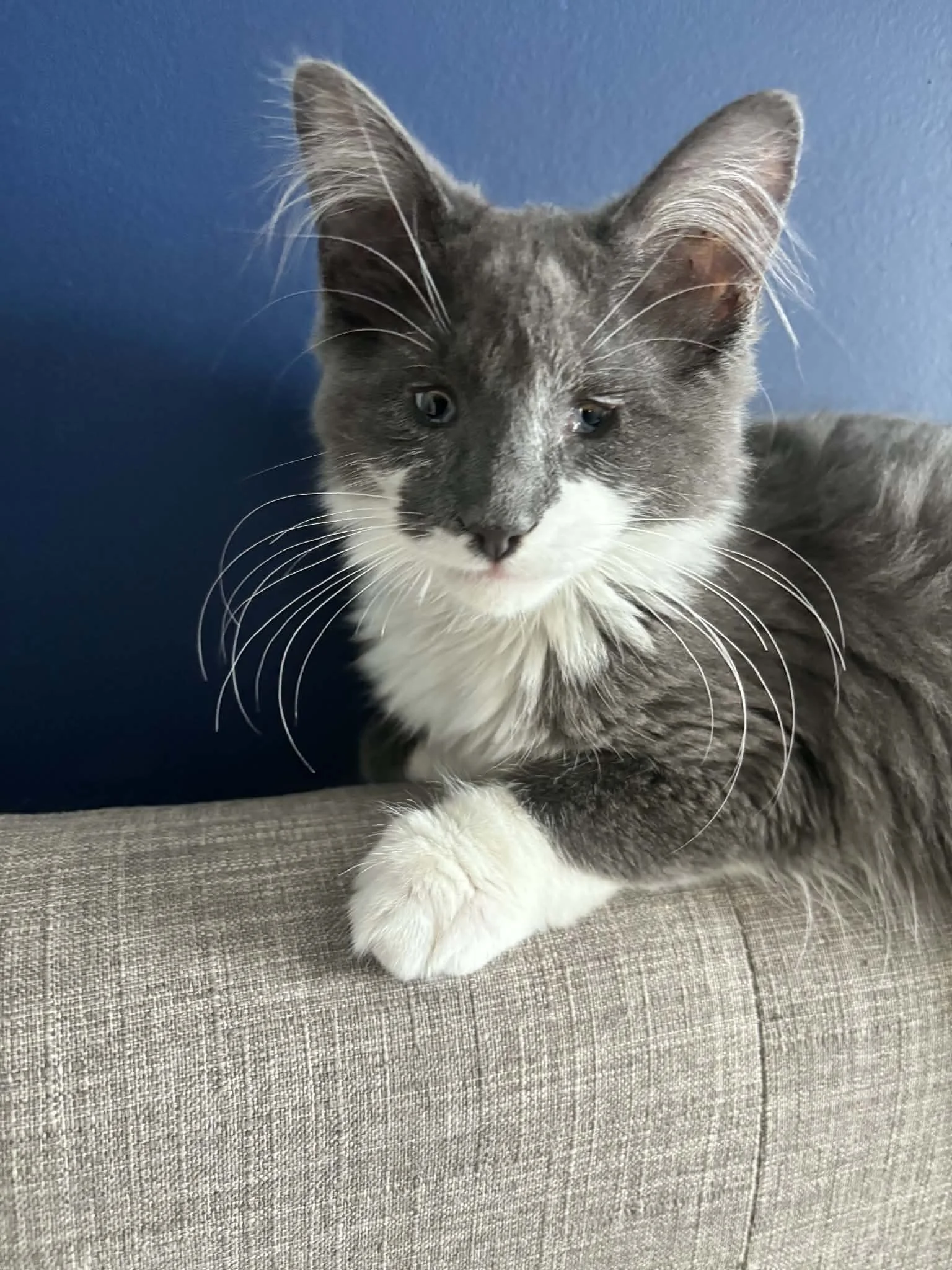 Gandalf the Grey 1.jpg