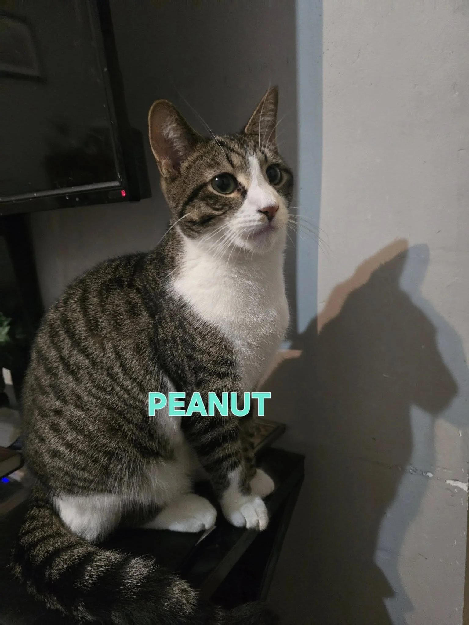 peanut 2.jpg