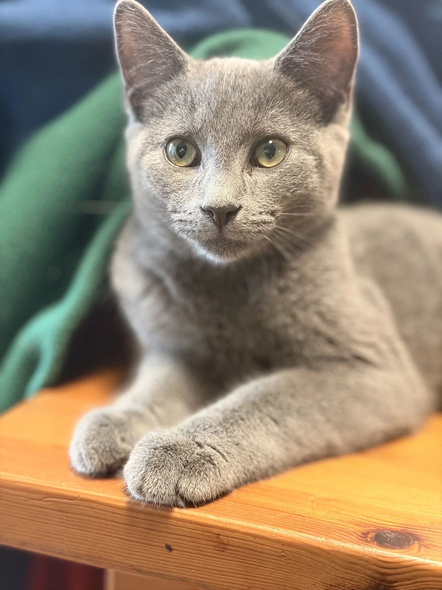 Smokey 5.jpeg