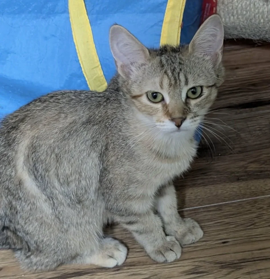 Honey Crueller 2.jpg