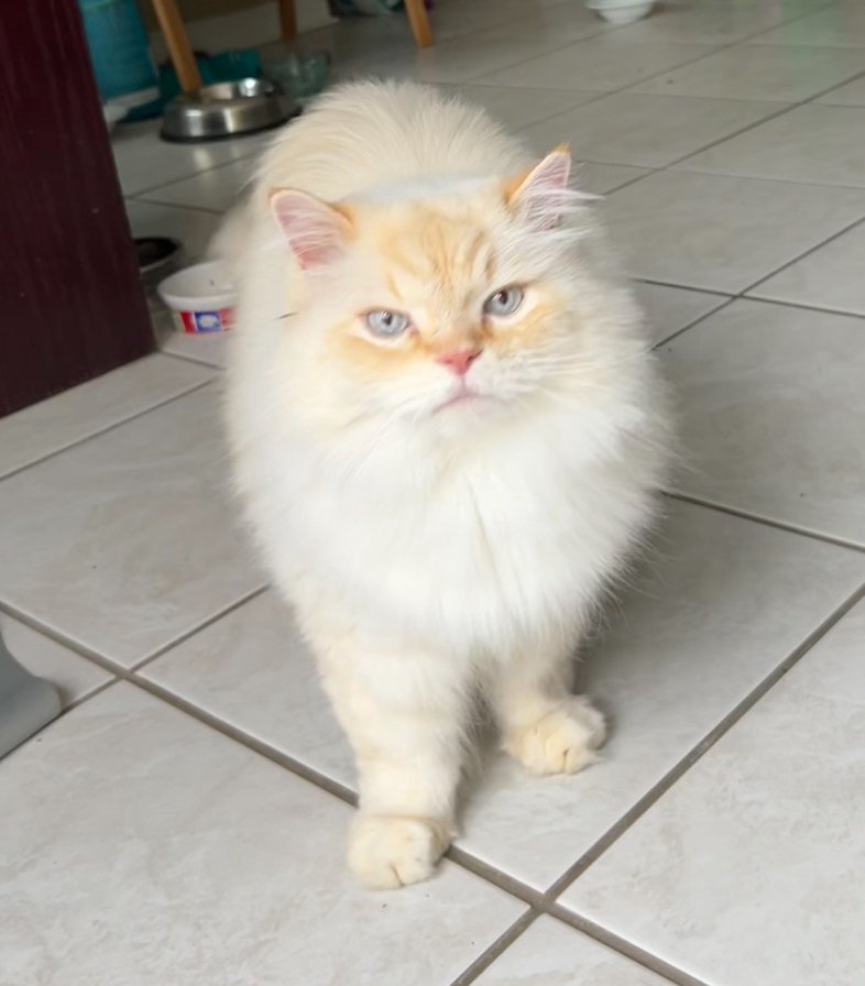 Fluffy2.jpeg