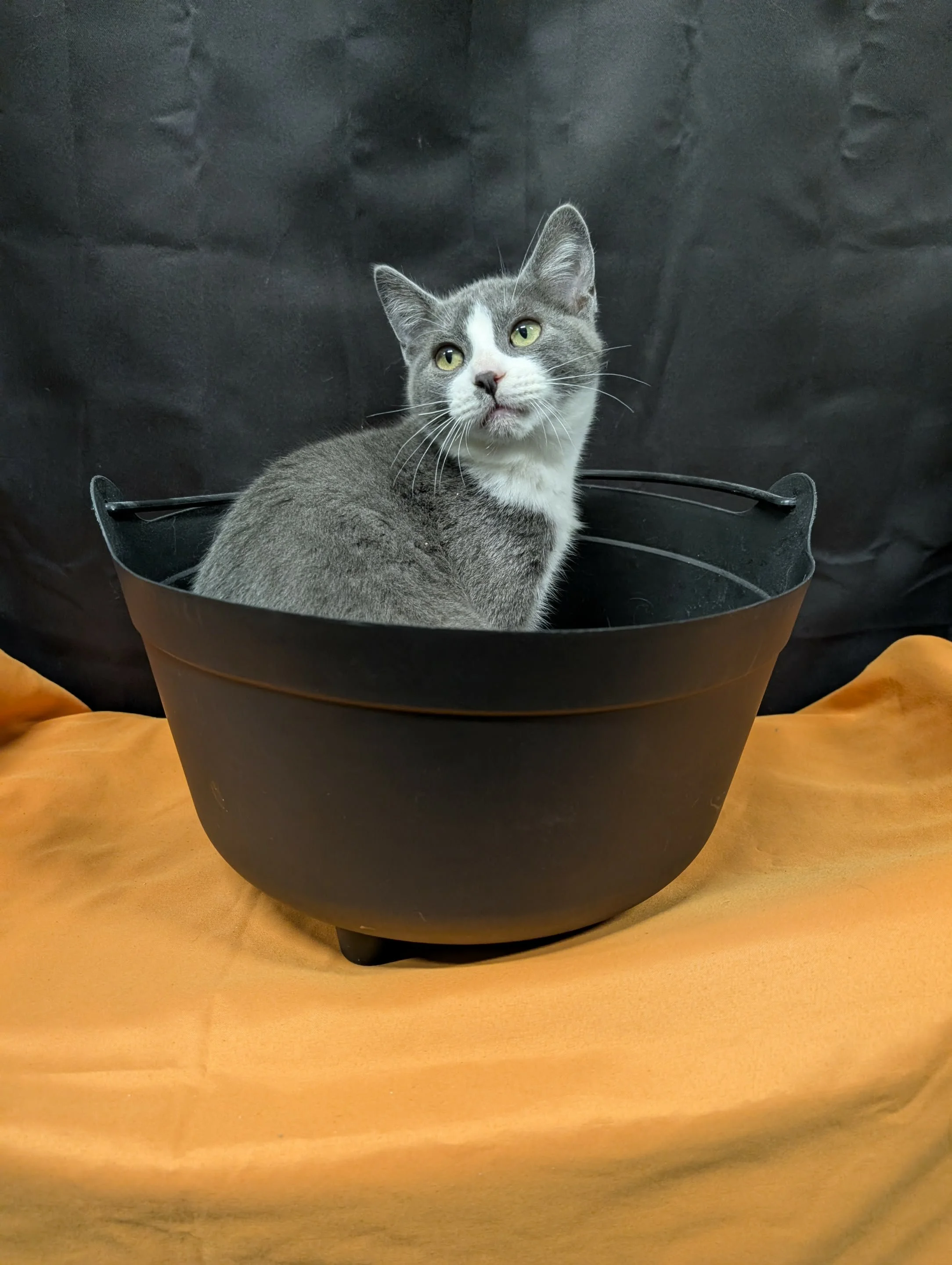 Clayton cauldron.jpeg