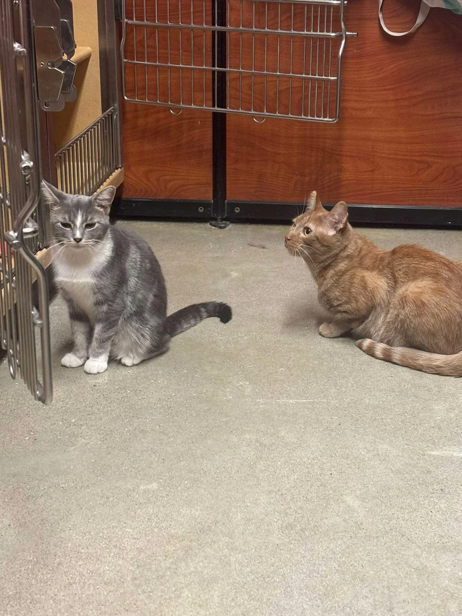 Goose 2 & Minty.jpg