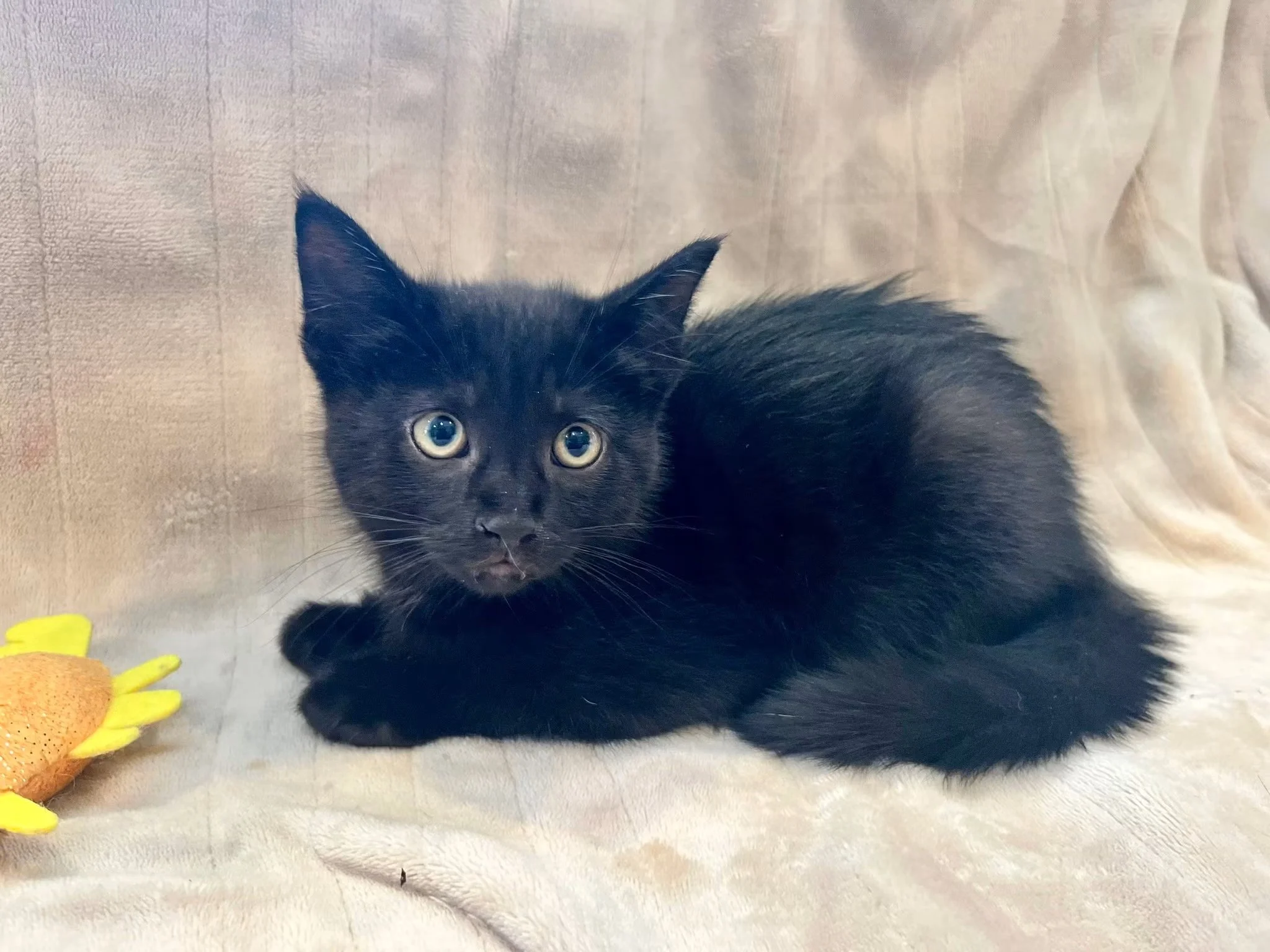Kit Kat