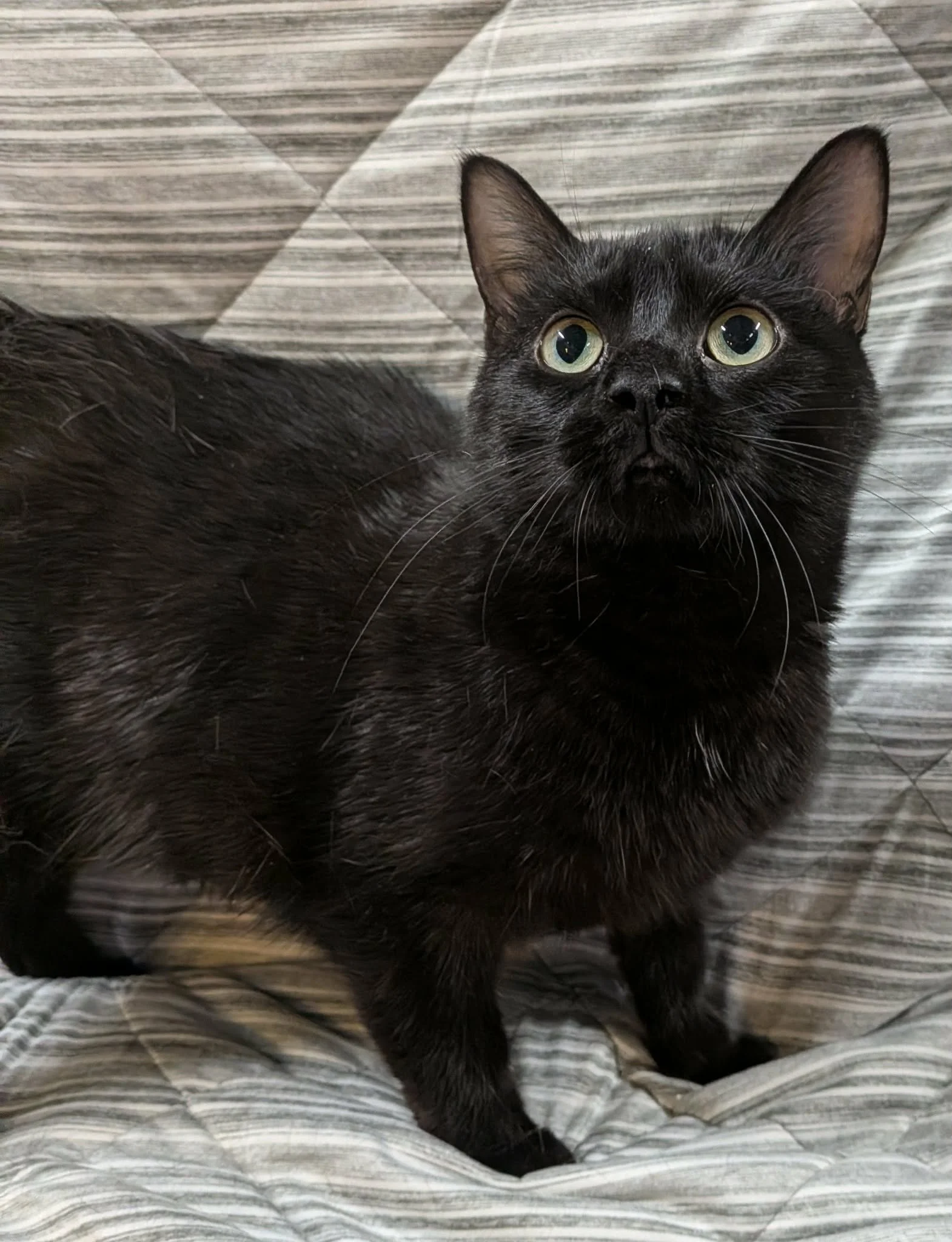Pepper 4.jpg