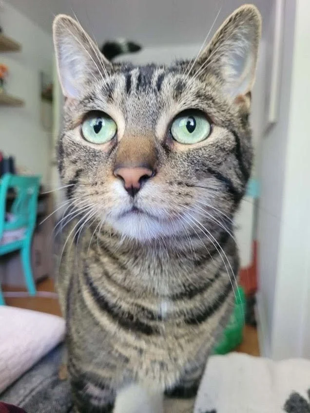 Willow 2 (bonded with Lucy 3)