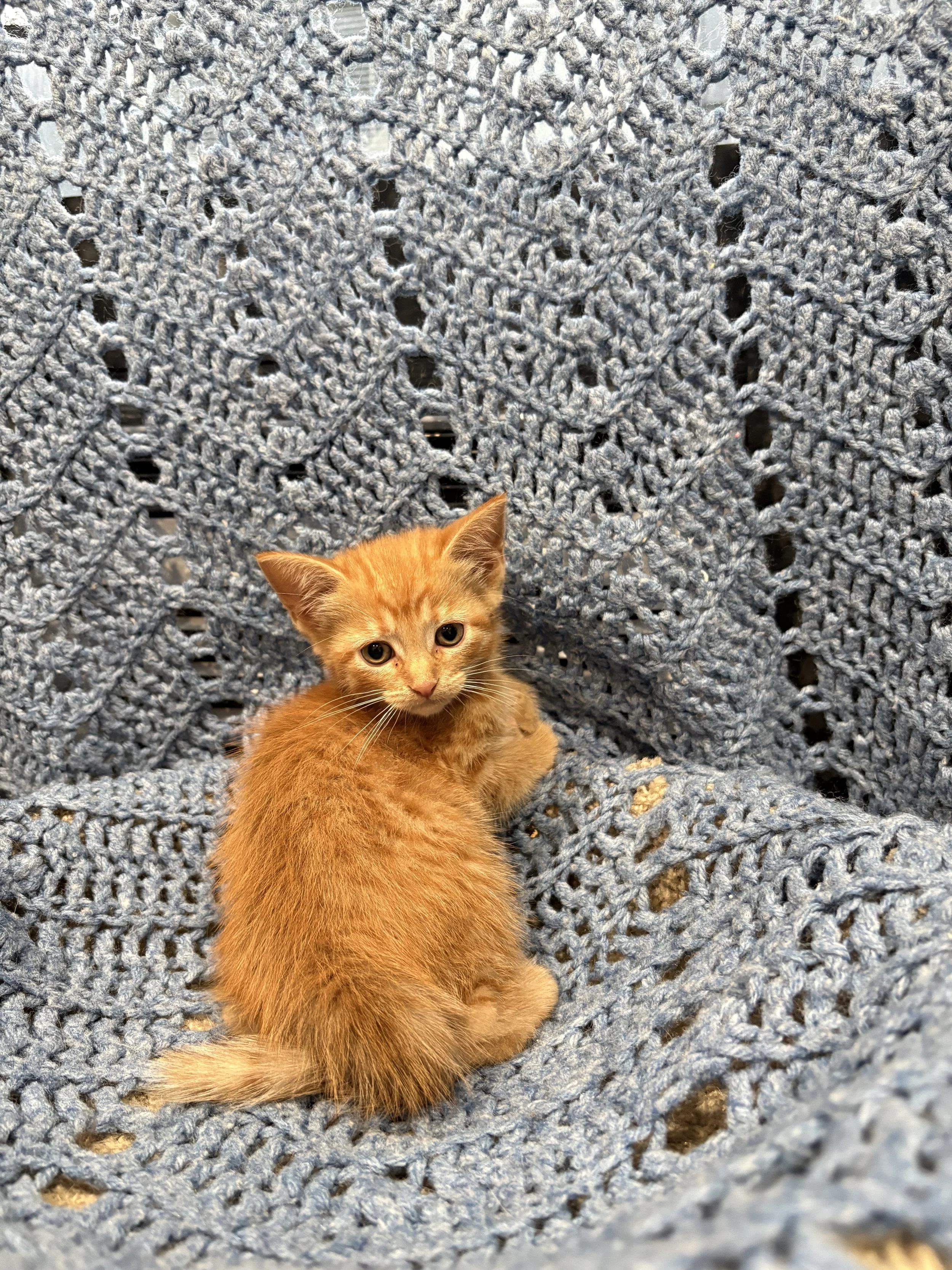 Dumpling