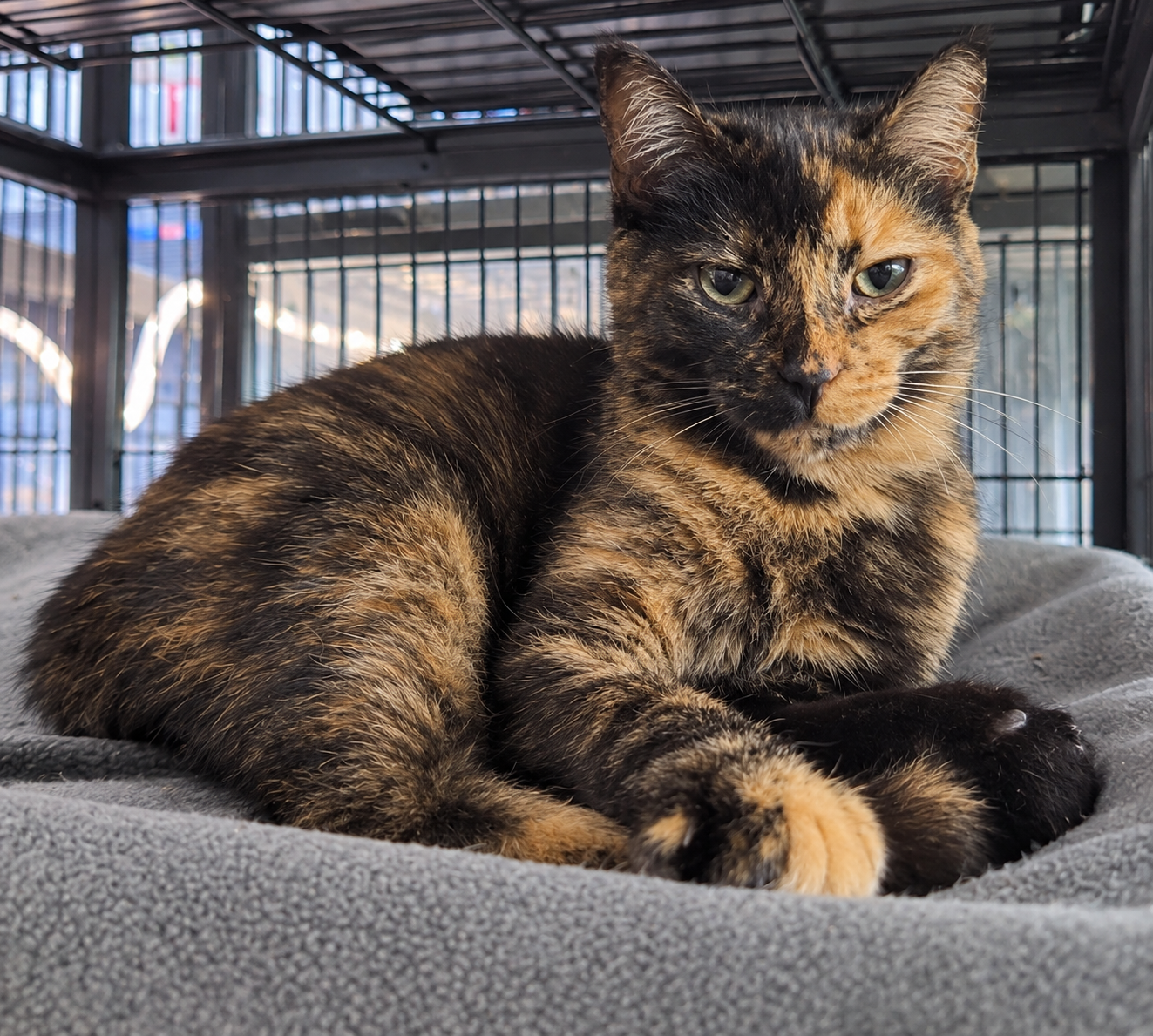 Chloe (bonded with Truffle Pig)