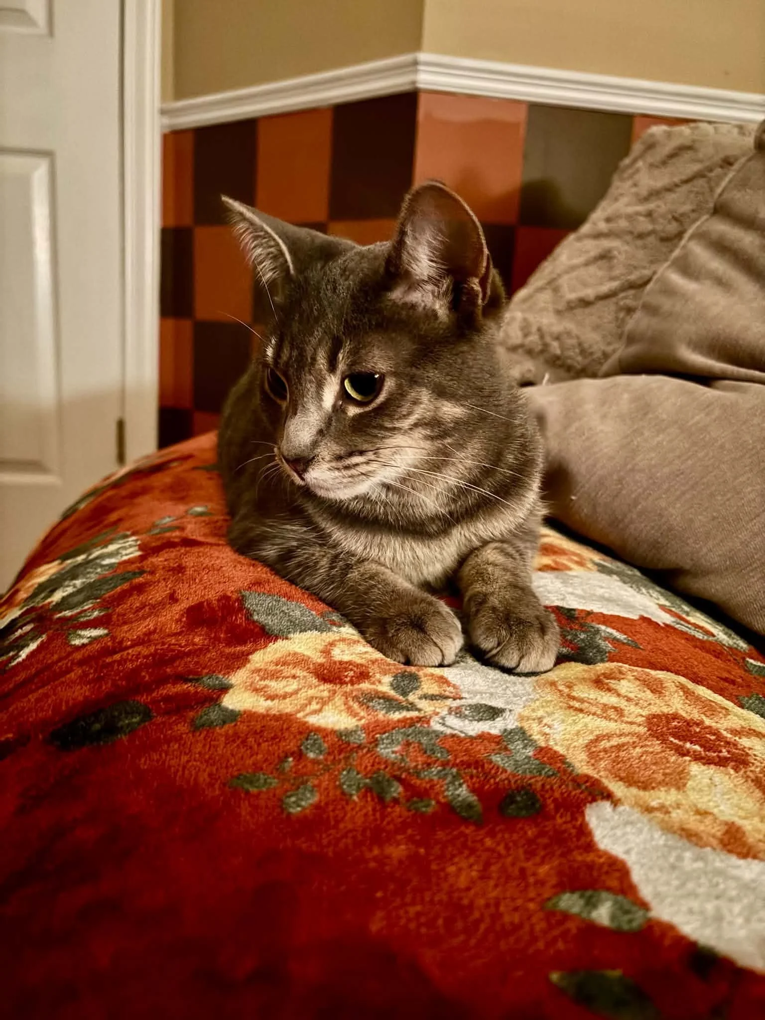 Pinot (bonded with Merlot)