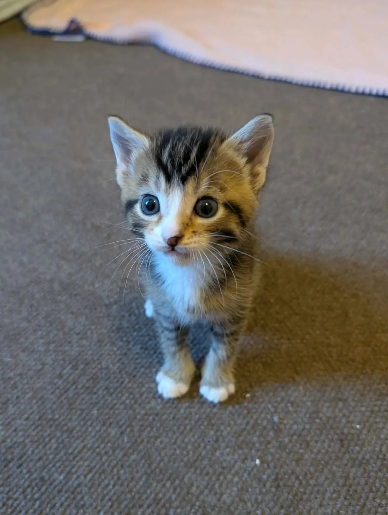 Fidget