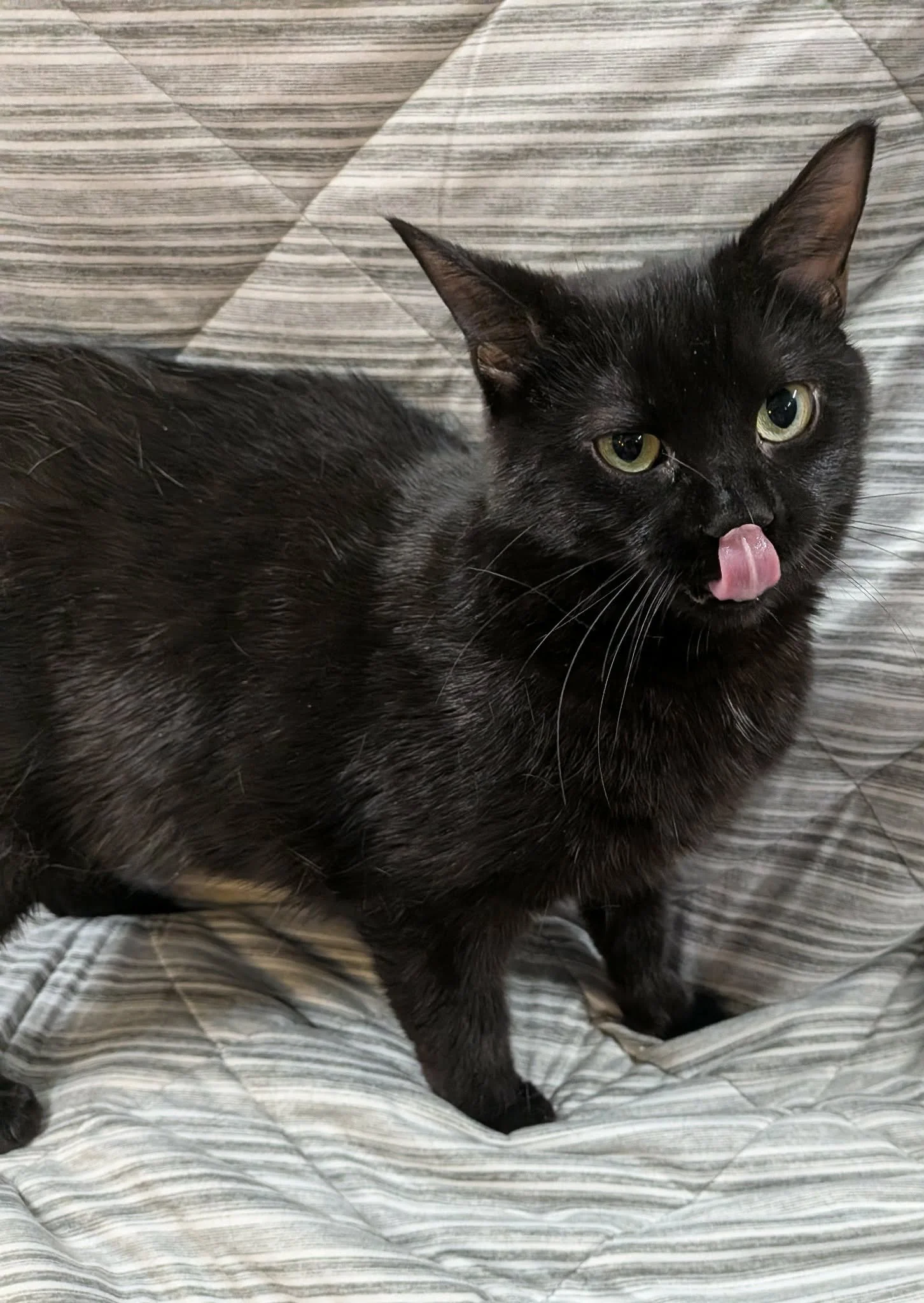 Pepper 1.jpg