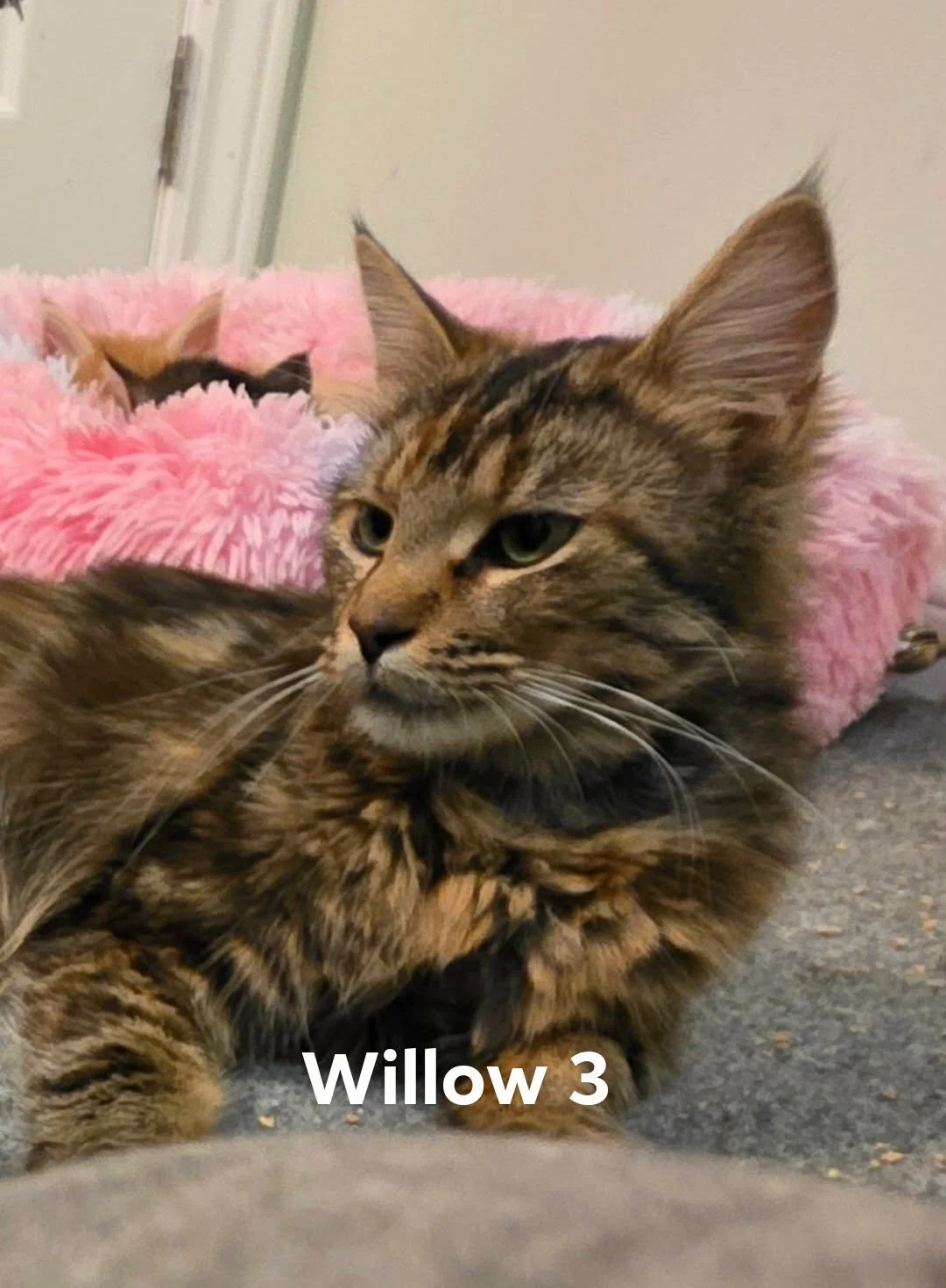 Willow 3 (3).jpg