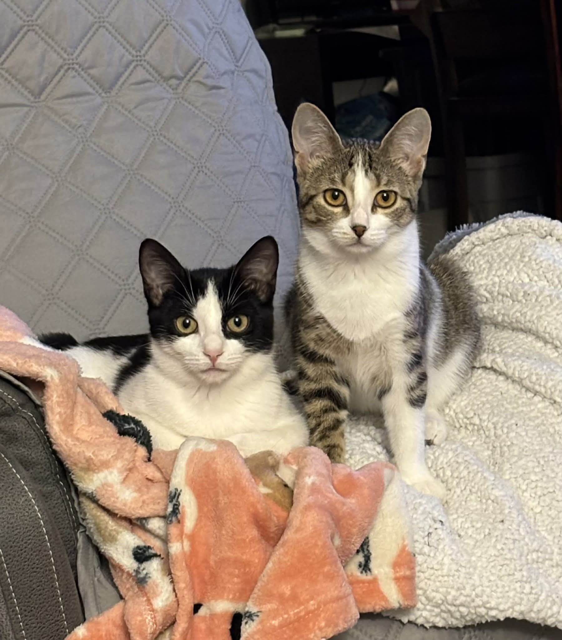 Crinkle & Twinkle (1).jpg