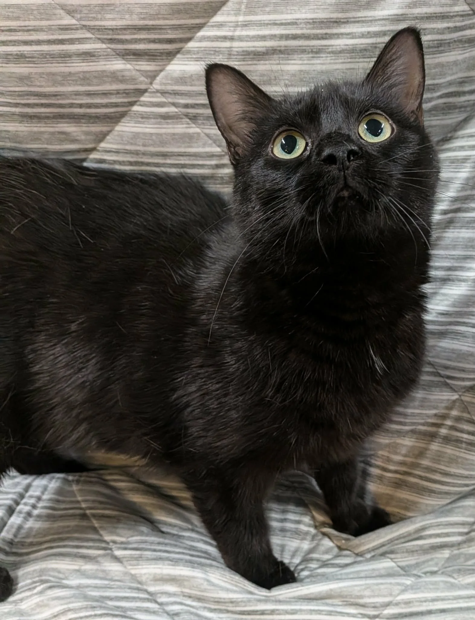 Pepper