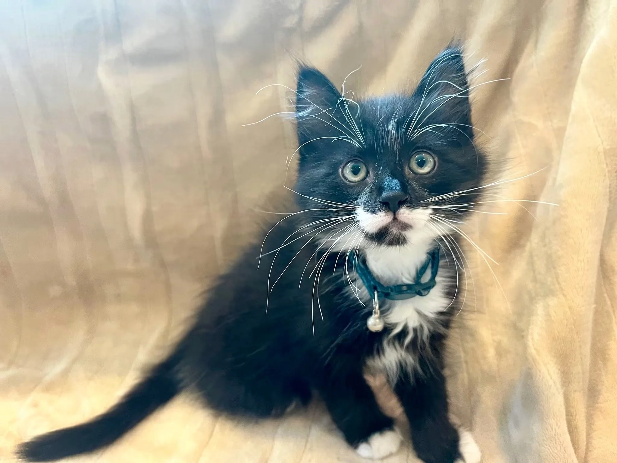 Ollie